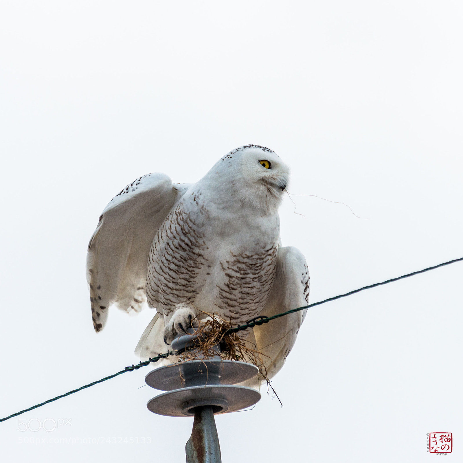 Nikon D800 sample photo. Ready to leap photography