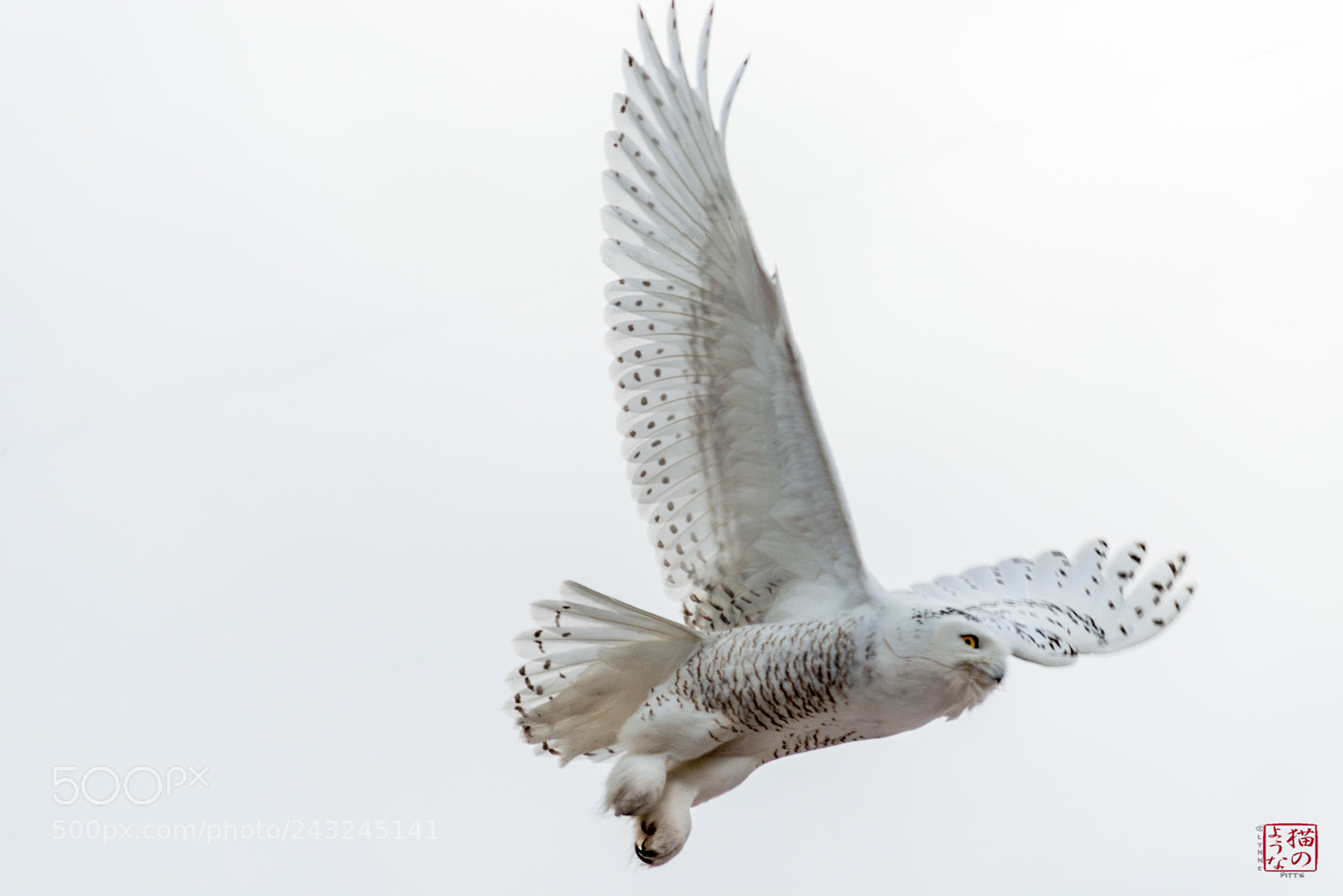 Nikon D800 sample photo. Snowy takes flight photography