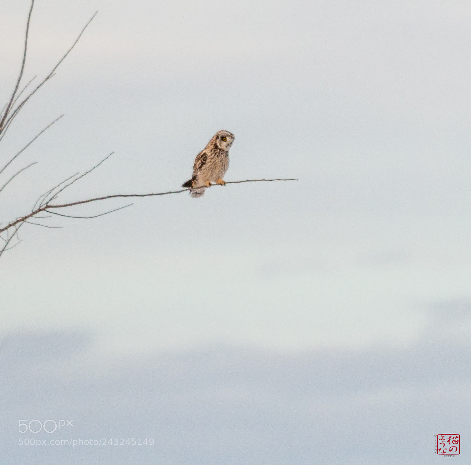 Nikon D800 sample photo. Short-eared owl out on photography