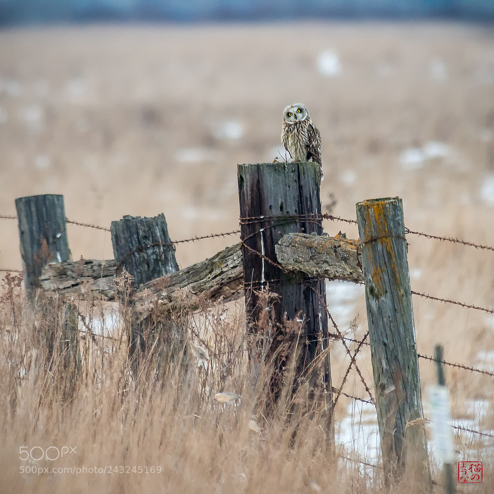 Nikon D800 sample photo. Short-eared owl photography