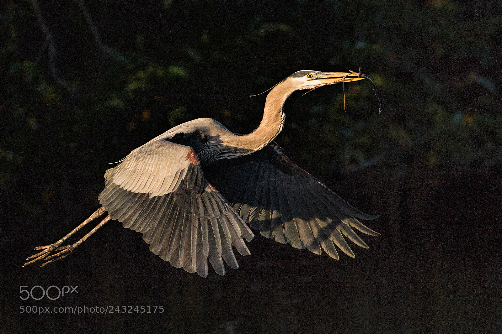 Canon EOS 7D Mark II sample photo. Great blue heron photography