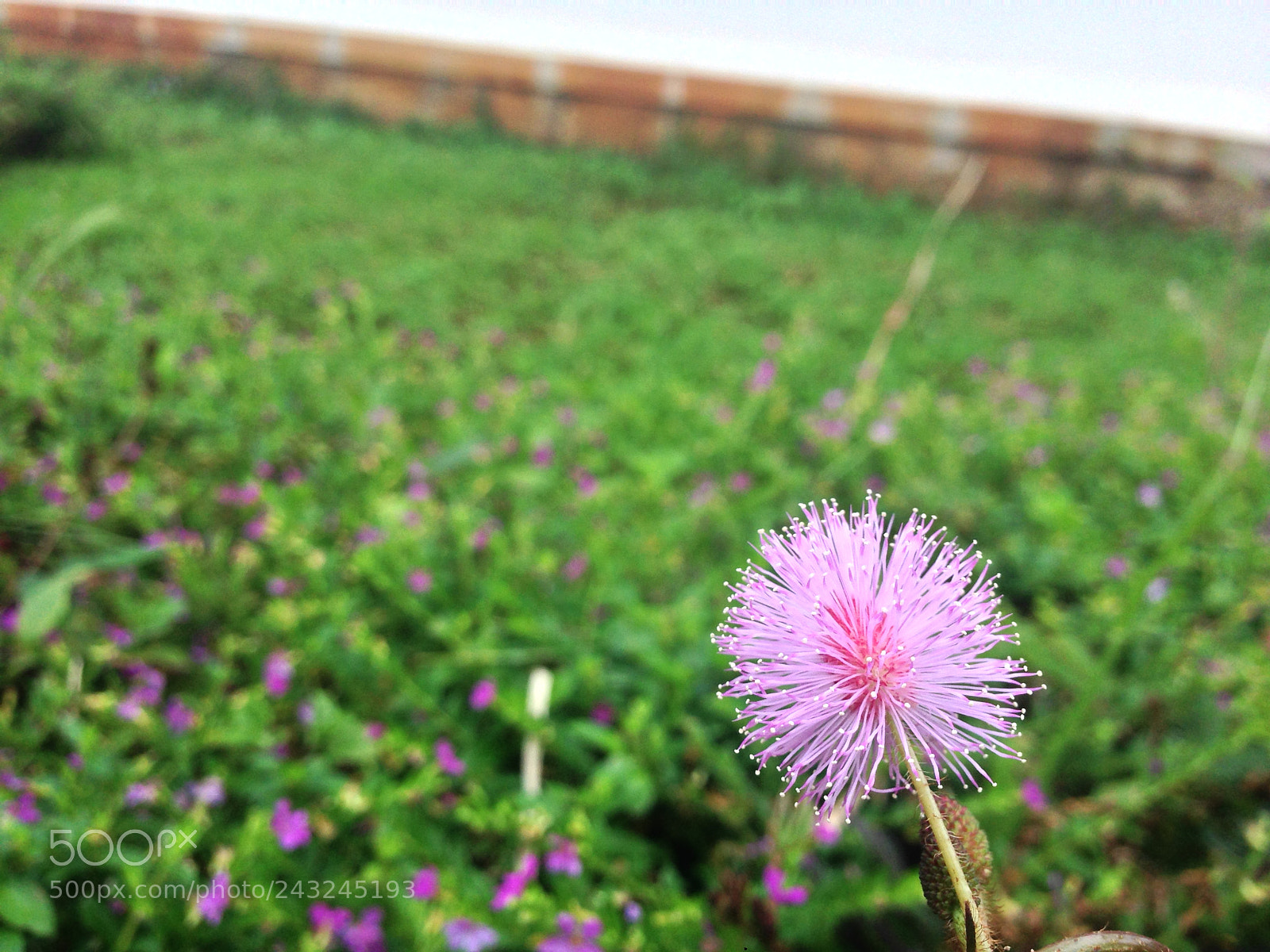 Apple iPhone 5 sample photo. Untitled photography