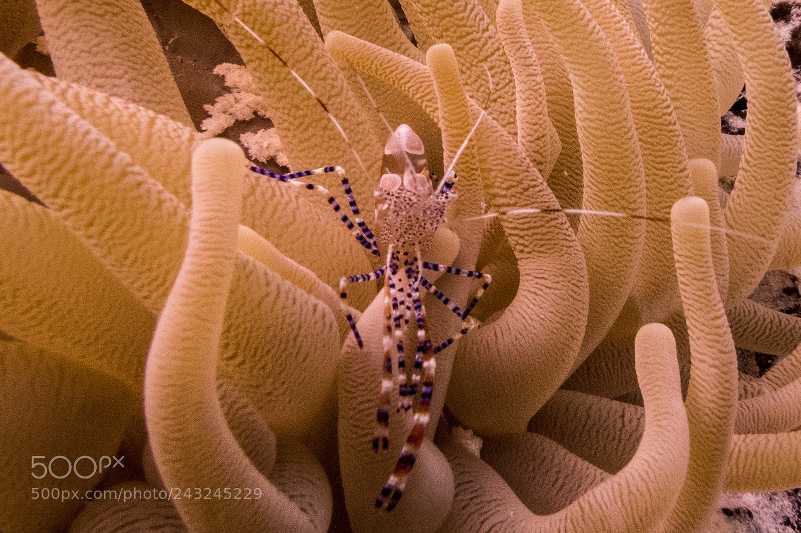 Nikon D810 sample photo. Spotted cleaner shrimp relaxing photography
