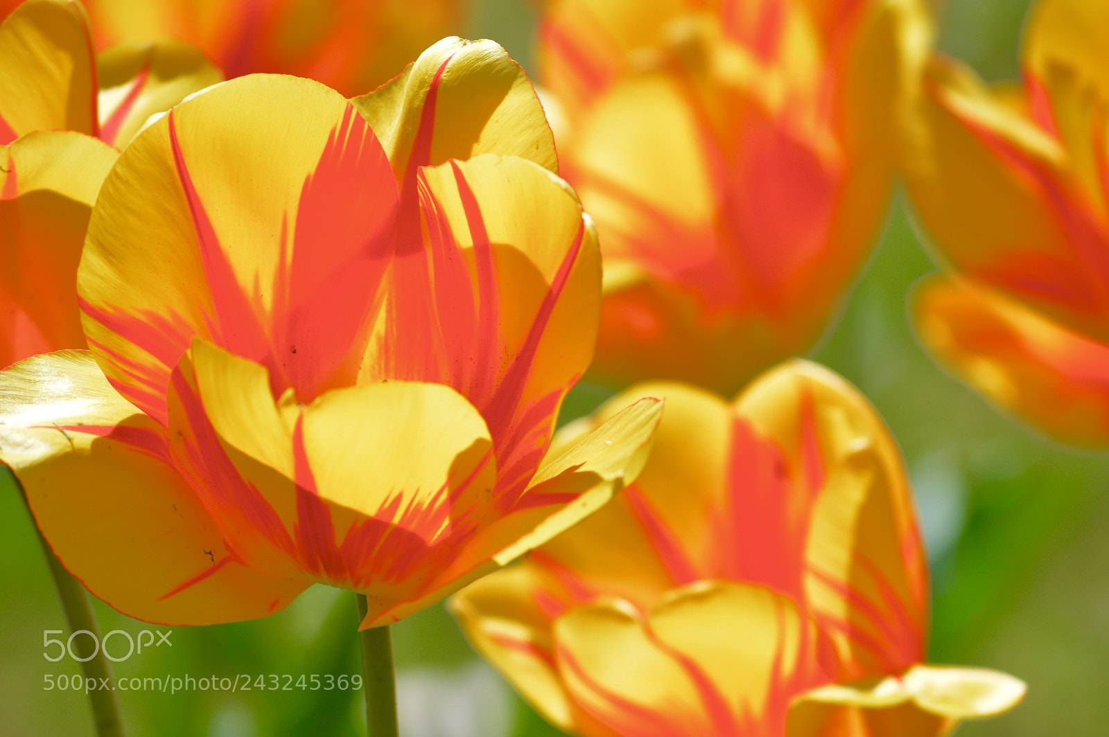 Nikon D3200 sample photo. Sunburst photography