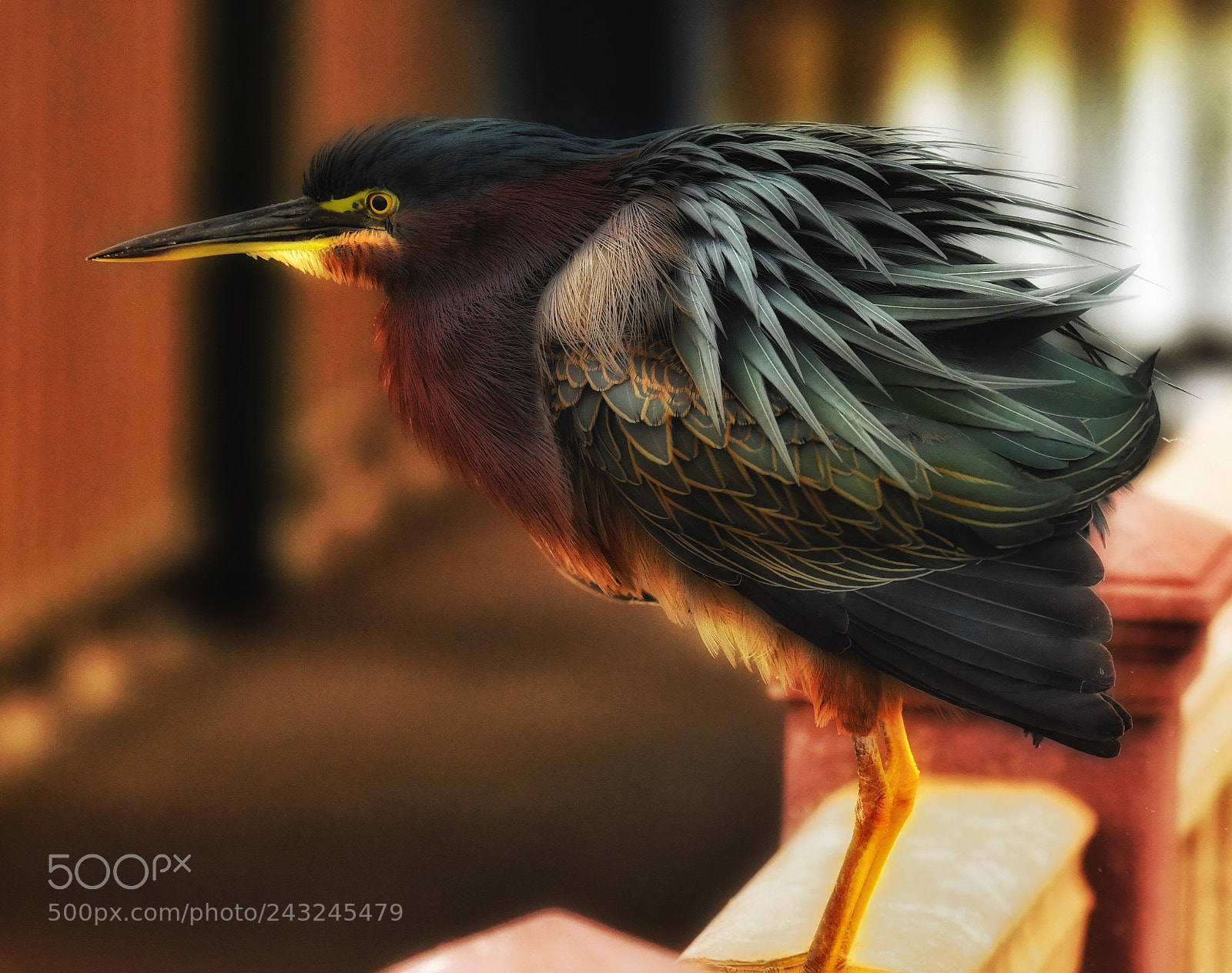 Nikon D500 sample photo. Green heron in early photography