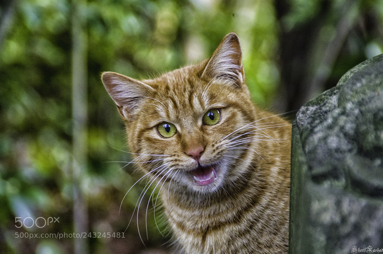 Pentax K-50 sample photo. Cat photography