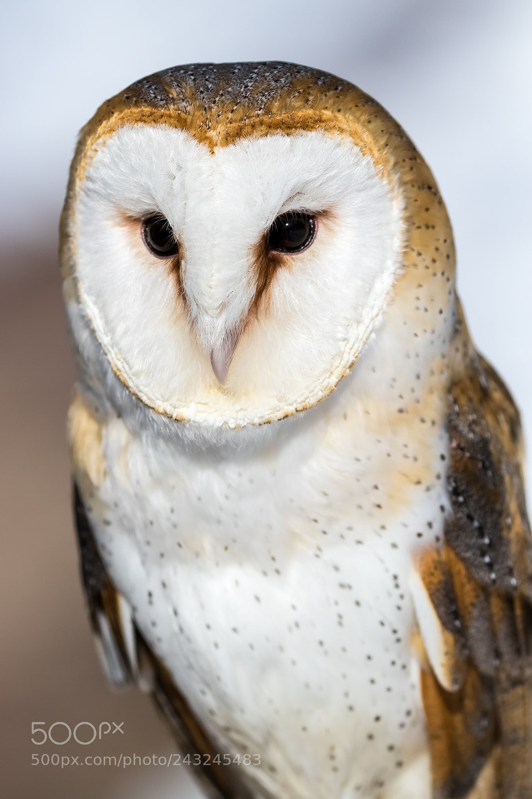 Canon EOS 7D Mark II sample photo. Barn owl portrait photography