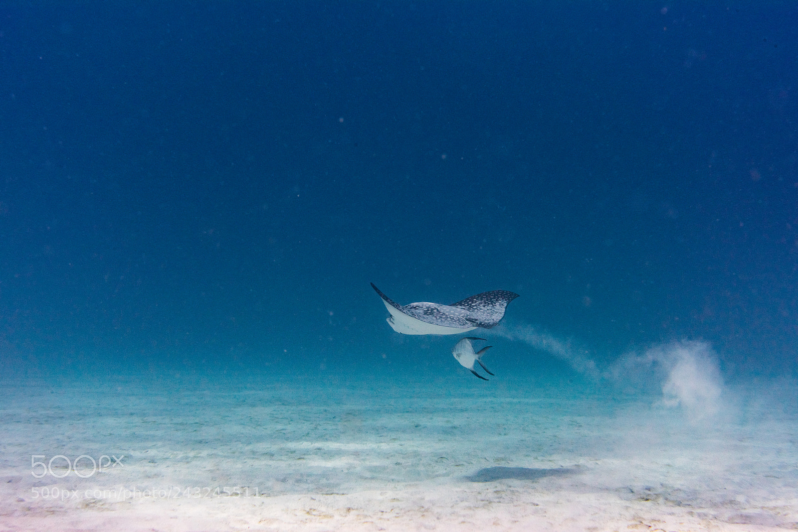 Nikon D810 sample photo. Eagle ray feeding with photography