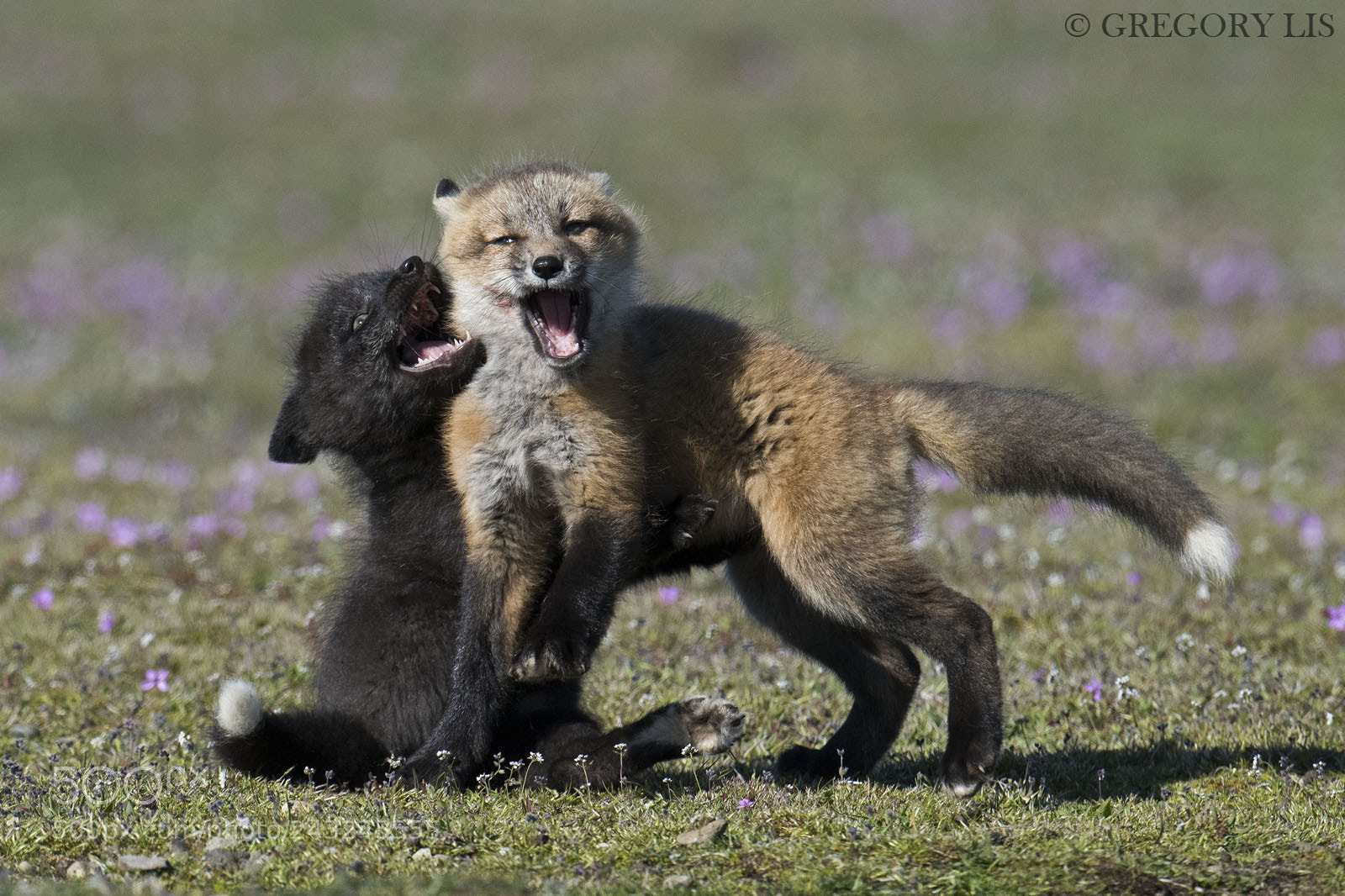 Nikon D810 sample photo. Little foxes photography