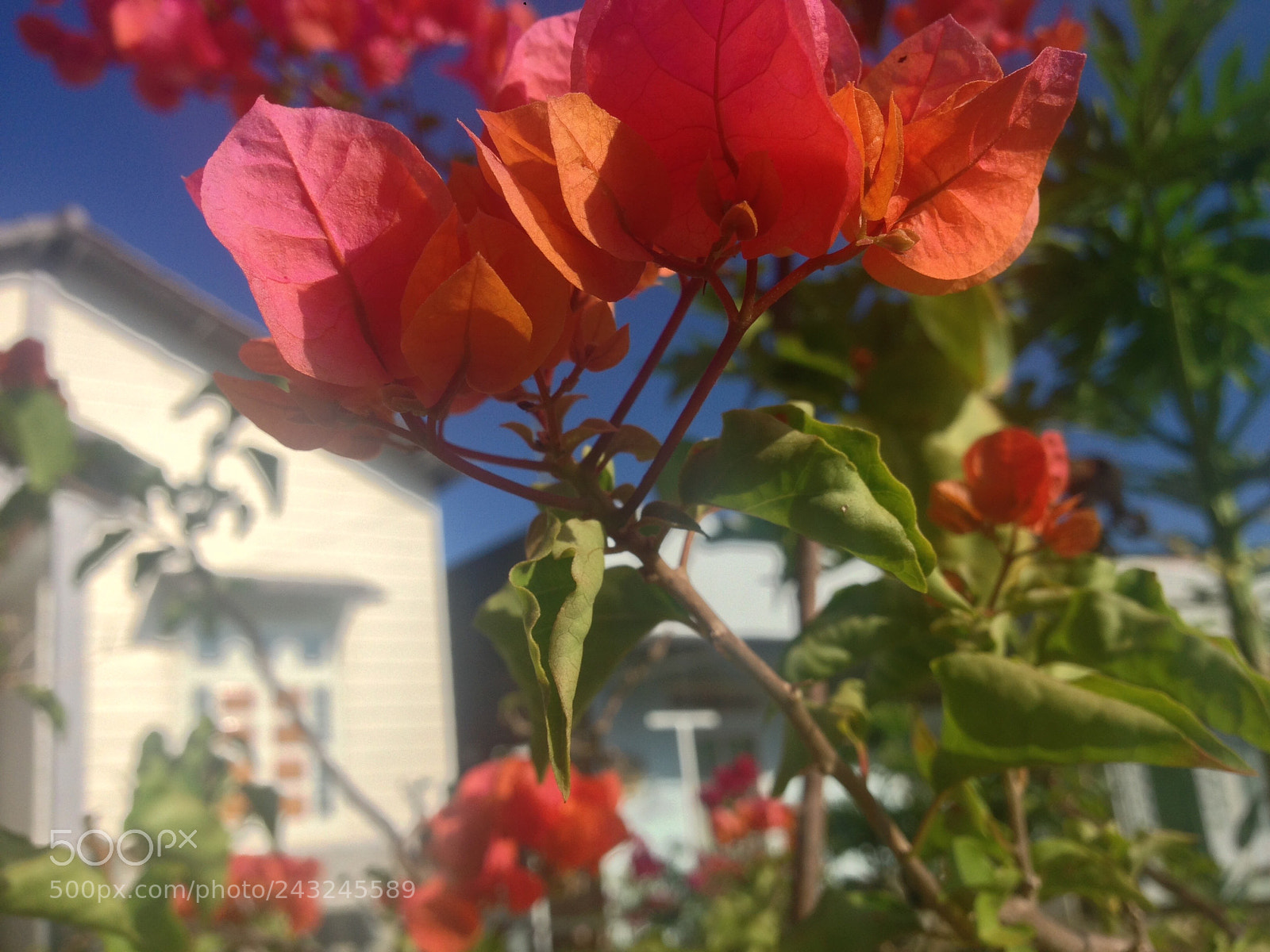 Apple iPhone 5 sample photo. Untitled photography