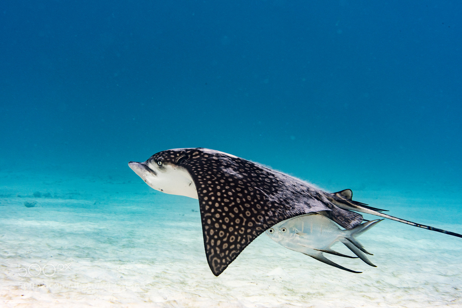 Nikon D810 sample photo. Eagle ray feeding with photography
