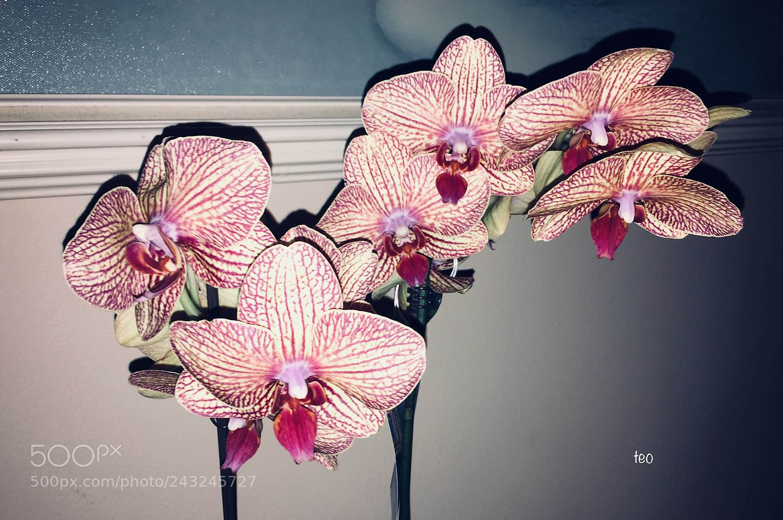 Apple iPhone 6s Plus sample photo. Phalaenopsis photography