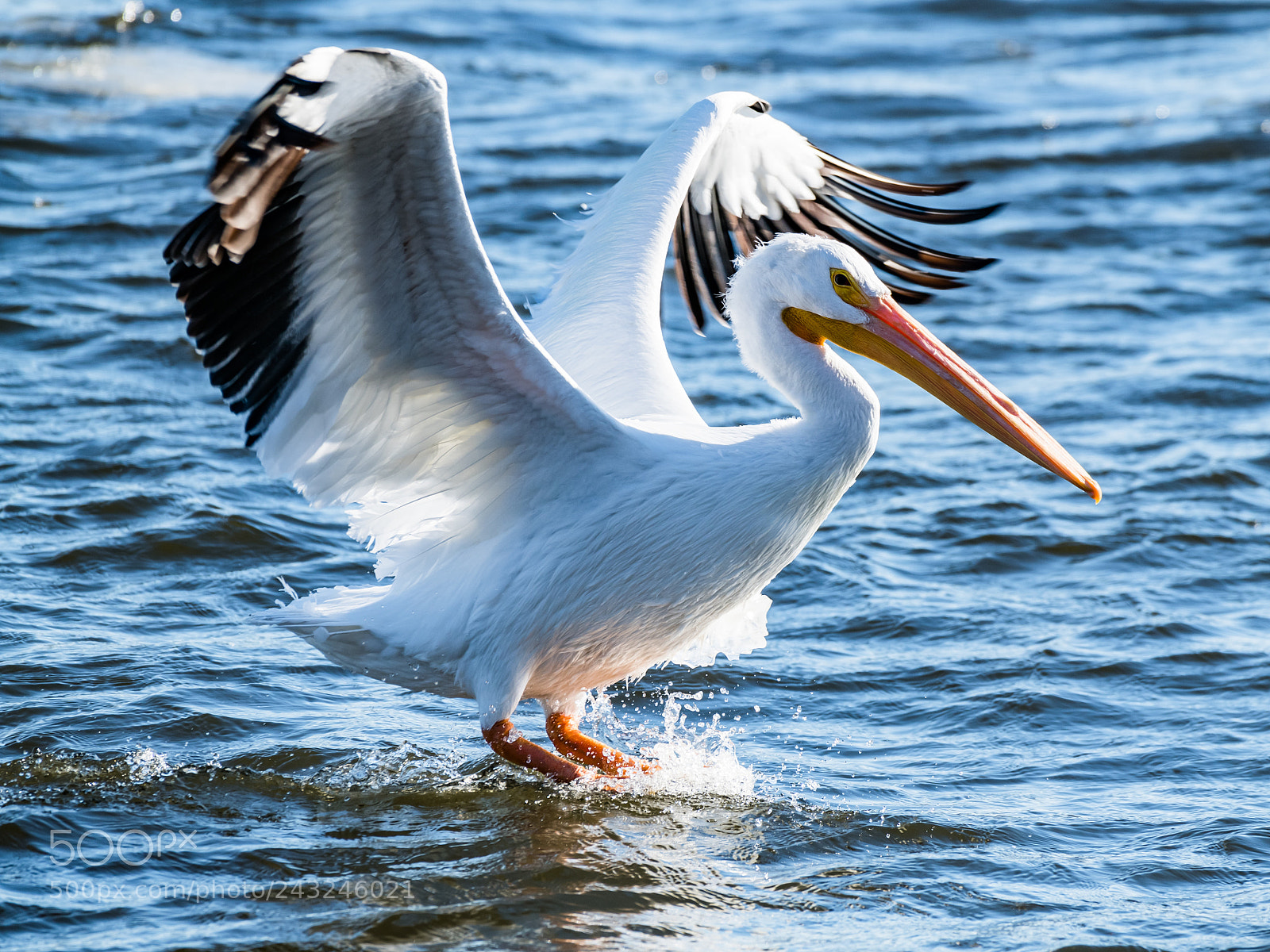 Nikon D850 sample photo. Pelican photography