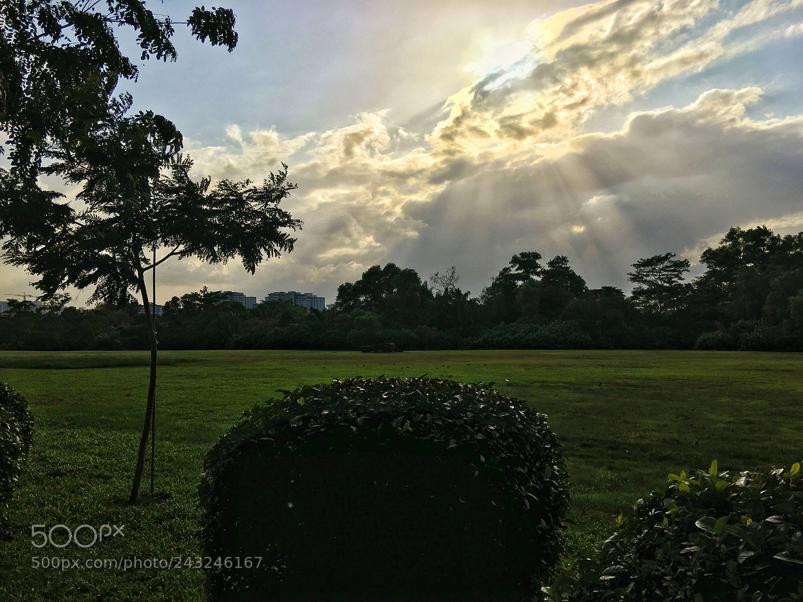 Apple iPhone 6s Plus sample photo. Singapore botanic gardens photography