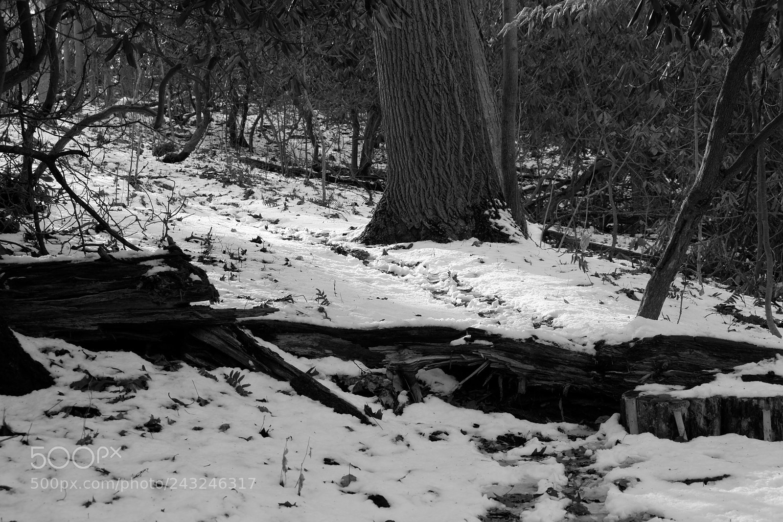 Fujifilm X-A3 sample photo. Mariton wildlife sanctuary photography