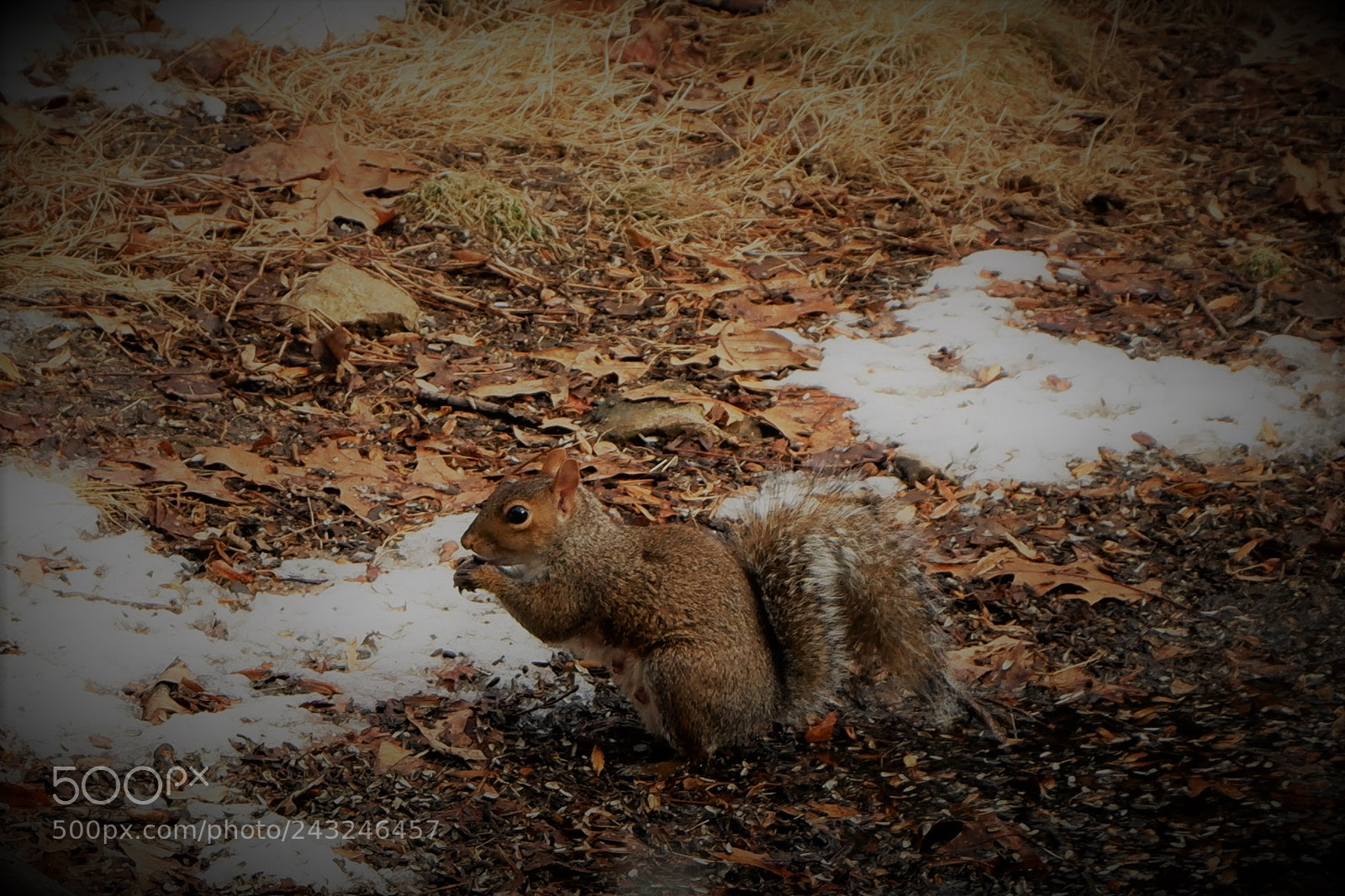 Fujifilm X-A3 sample photo. Mariton wildlife sanctuary photography
