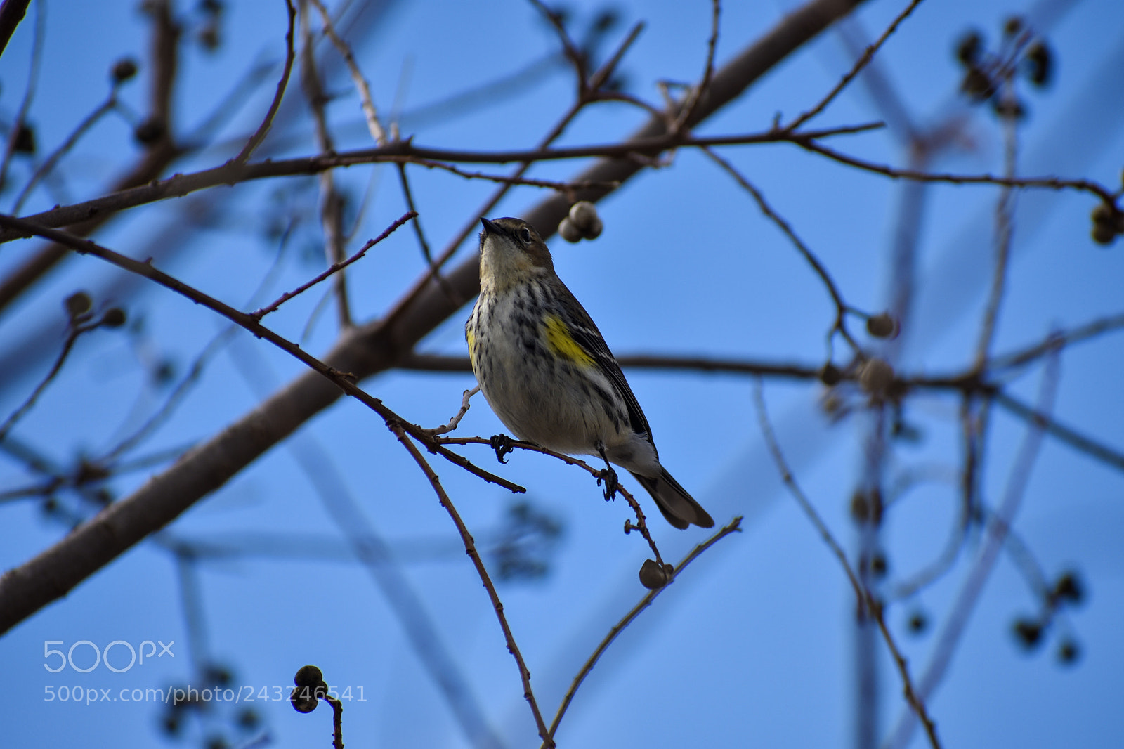 Nikon D3400 sample photo. Yellow rump warbler photography