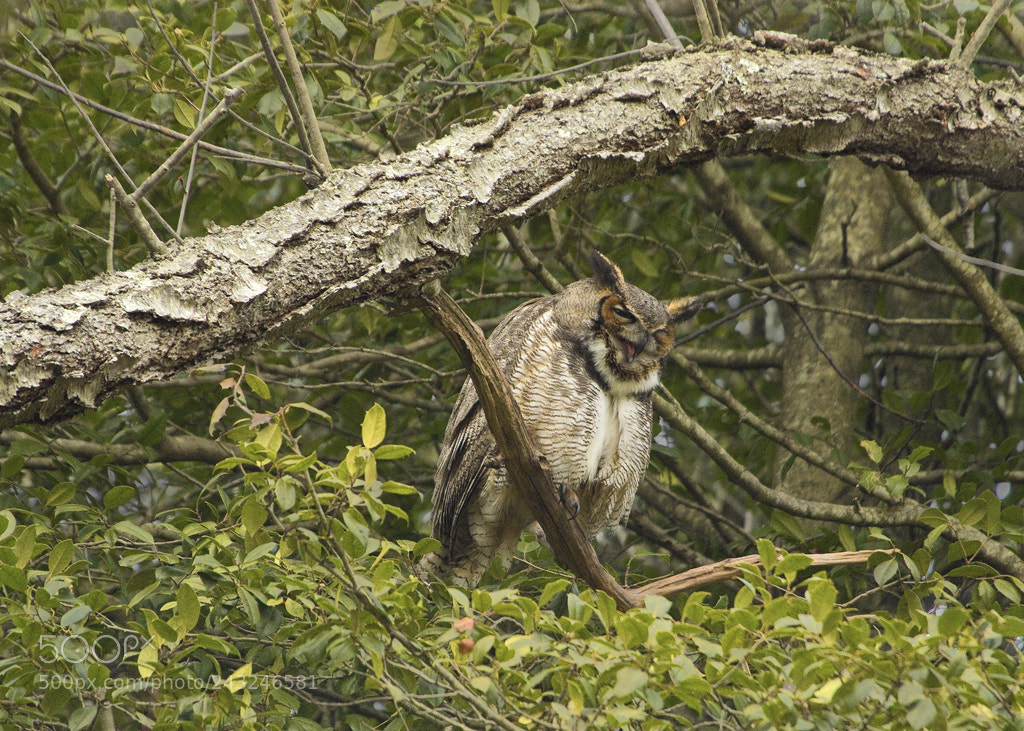 Canon EOS 7D Mark II sample photo. Great horned owl, connecticut, 2017 photography