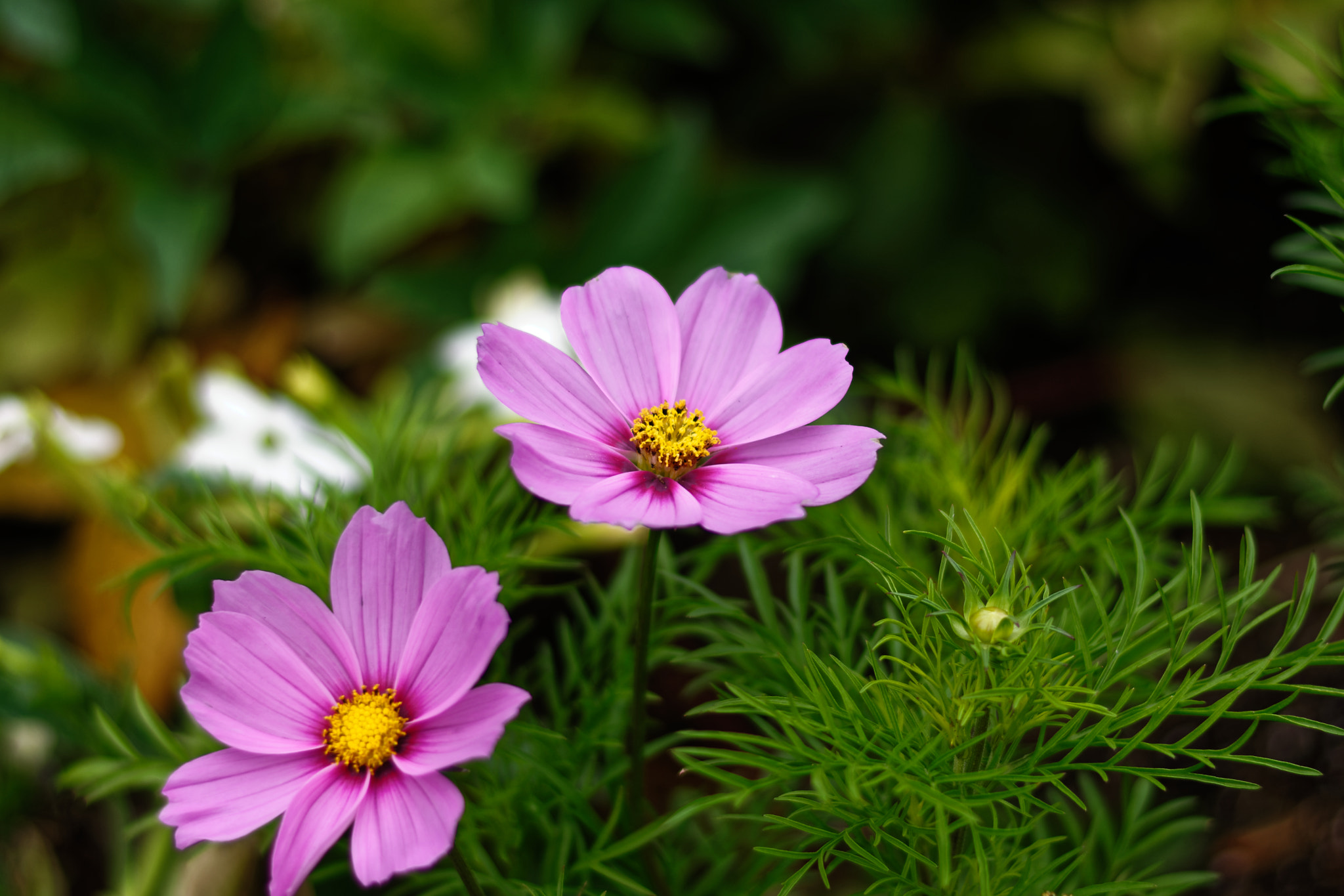Nikon D7200 + Nikon AF-S Nikkor 50mm F1.8G sample photo. Blooming flowers photography