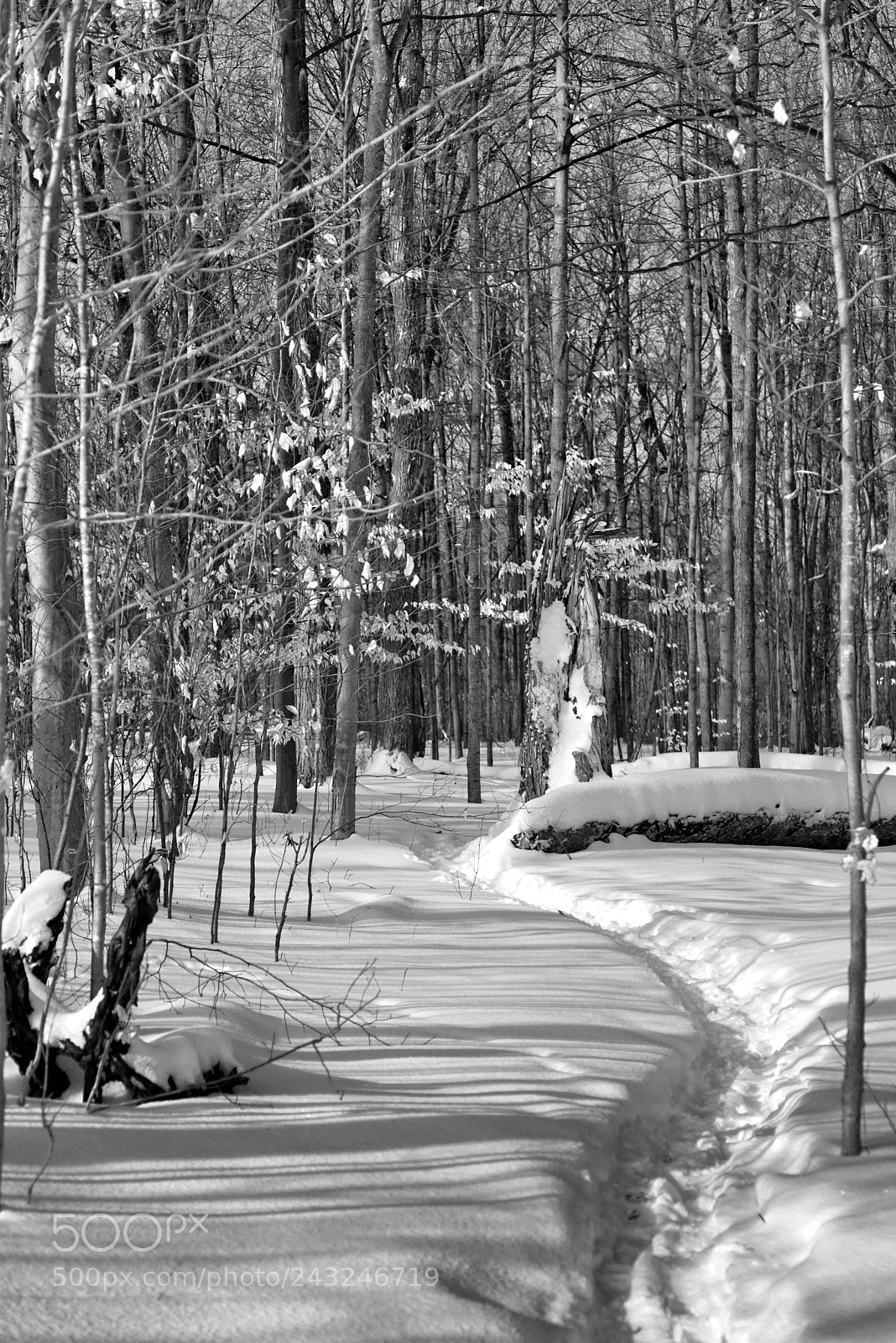 Nikon D610 sample photo. Path and shadows of photography