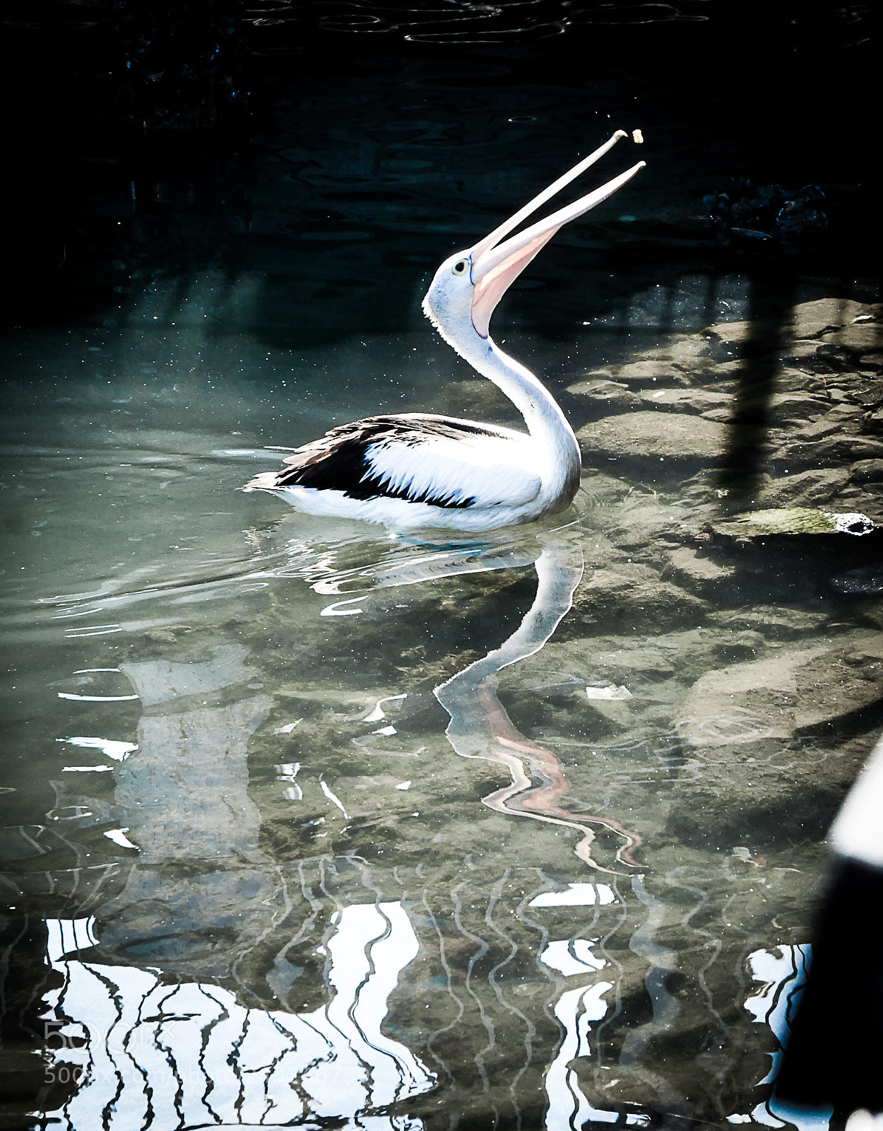 Panasonic Lumix DMC-GX7 sample photo. Hungry pelican photography