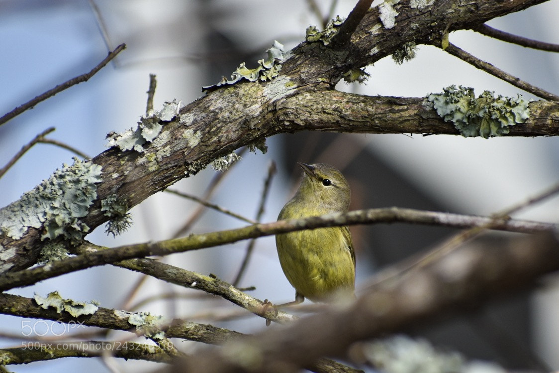 Nikon D3400 sample photo. Keen eye photography