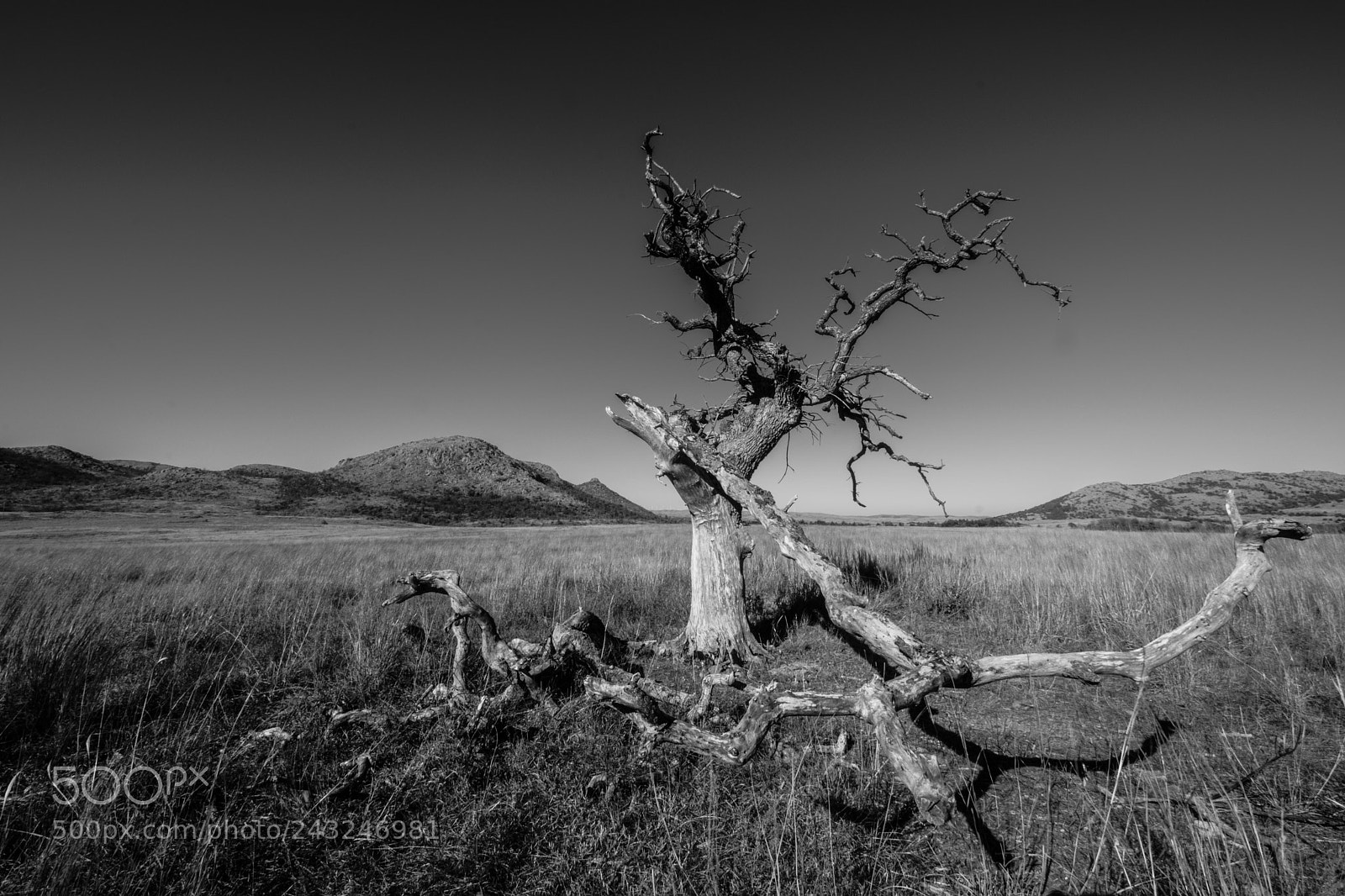 Nikon D5600 sample photo. Dead tree reaching photography