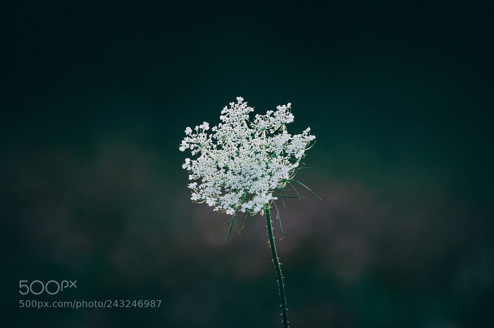 Nikon D4 sample photo. Flower photography
