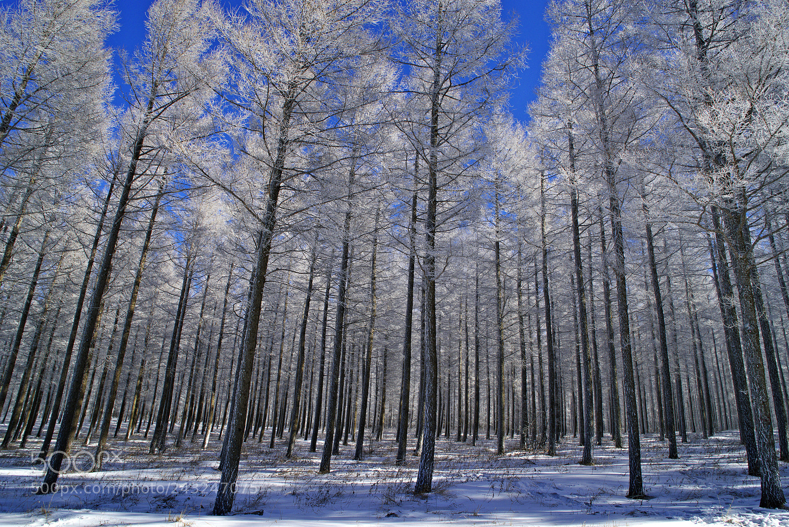 Pentax K-1 sample photo. Winter photography
