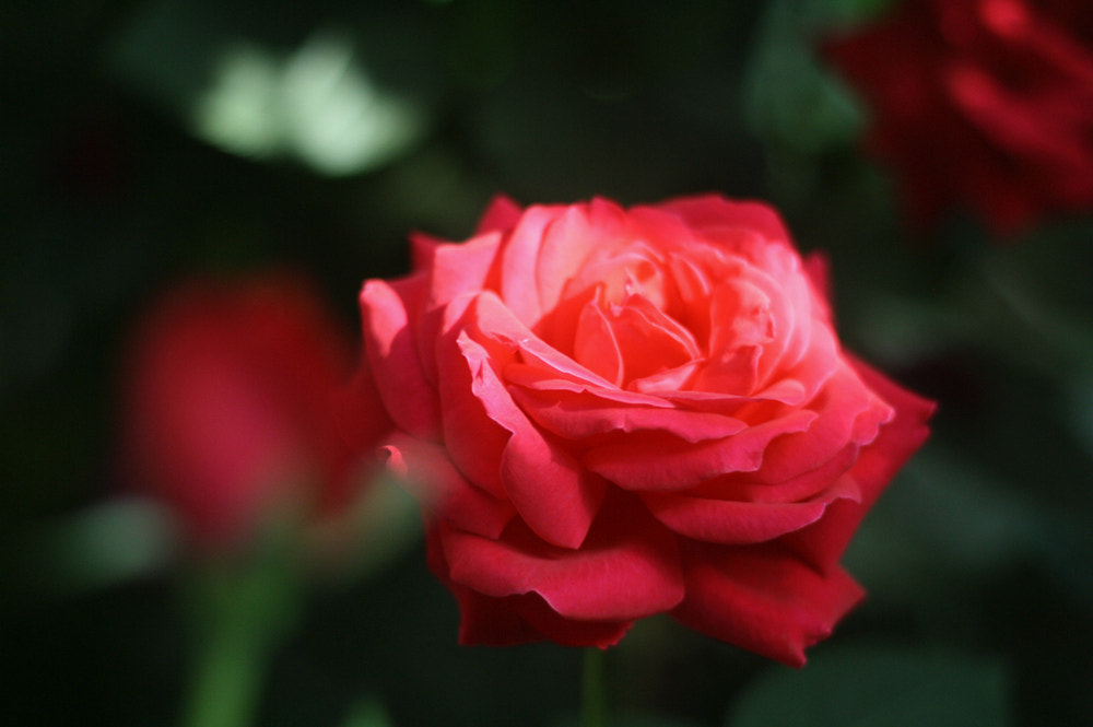 Canon EOS 1000D (EOS Digital Rebel XS / EOS Kiss F) sample photo. 月季花开 photography