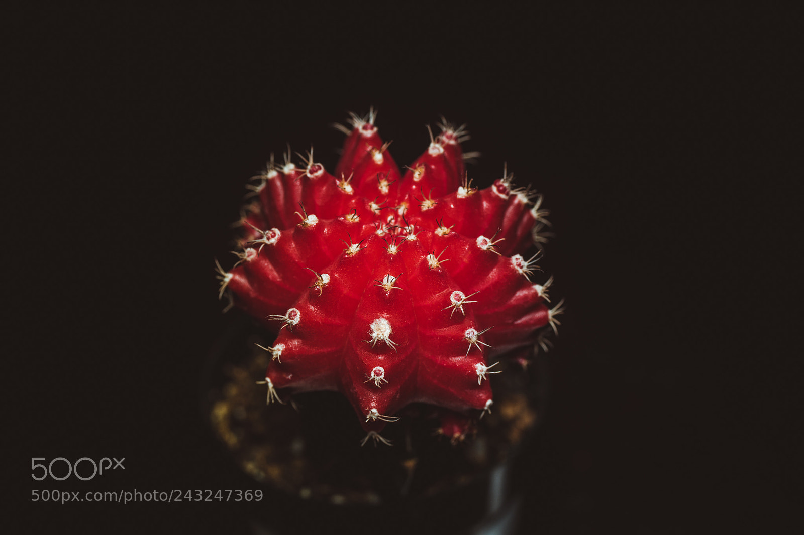Sony SLT-A99V sample photo. Red cactus photography