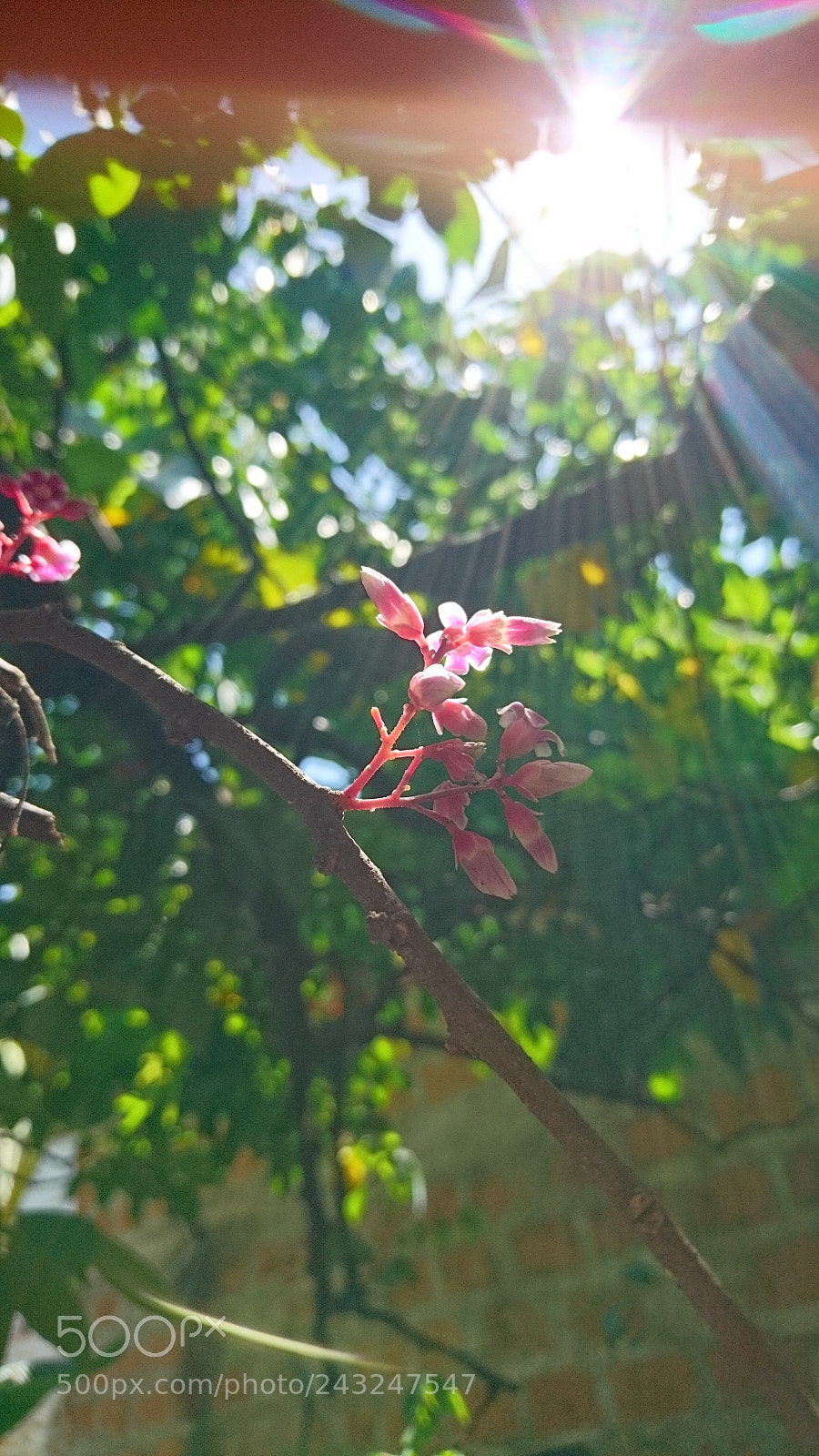 Sony Xperia X sample photo. Morning ? photography