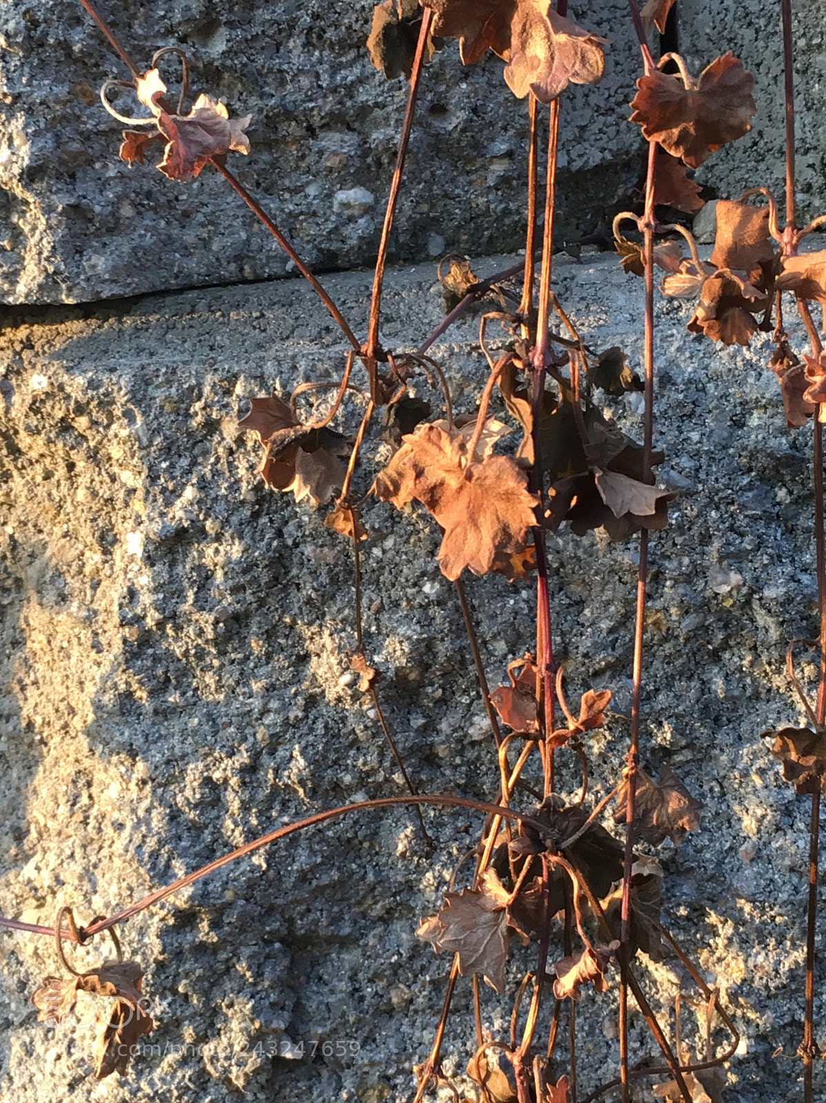 Apple iPhone 6s sample photo. Untitled photography