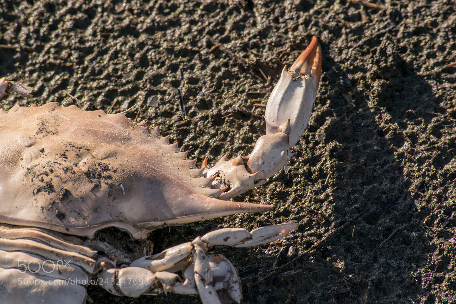 Nikon D3300 sample photo. Dead unlucky crab photography