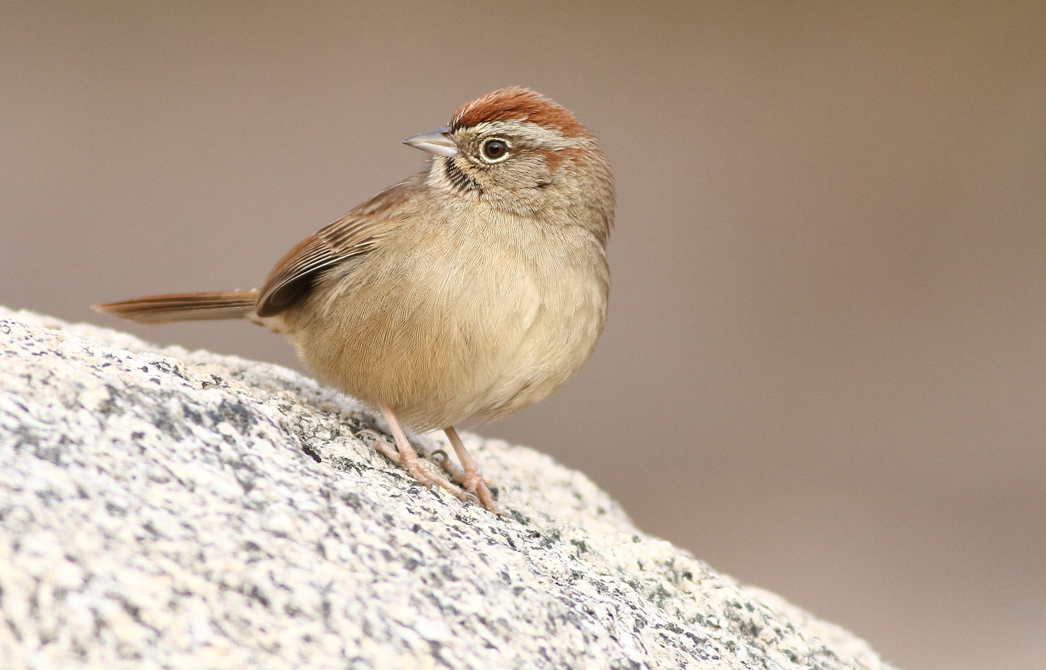 Canon EOS 7D + Canon EF 400mm F5.6L USM sample photo. Rufous-crowned sparrow photography