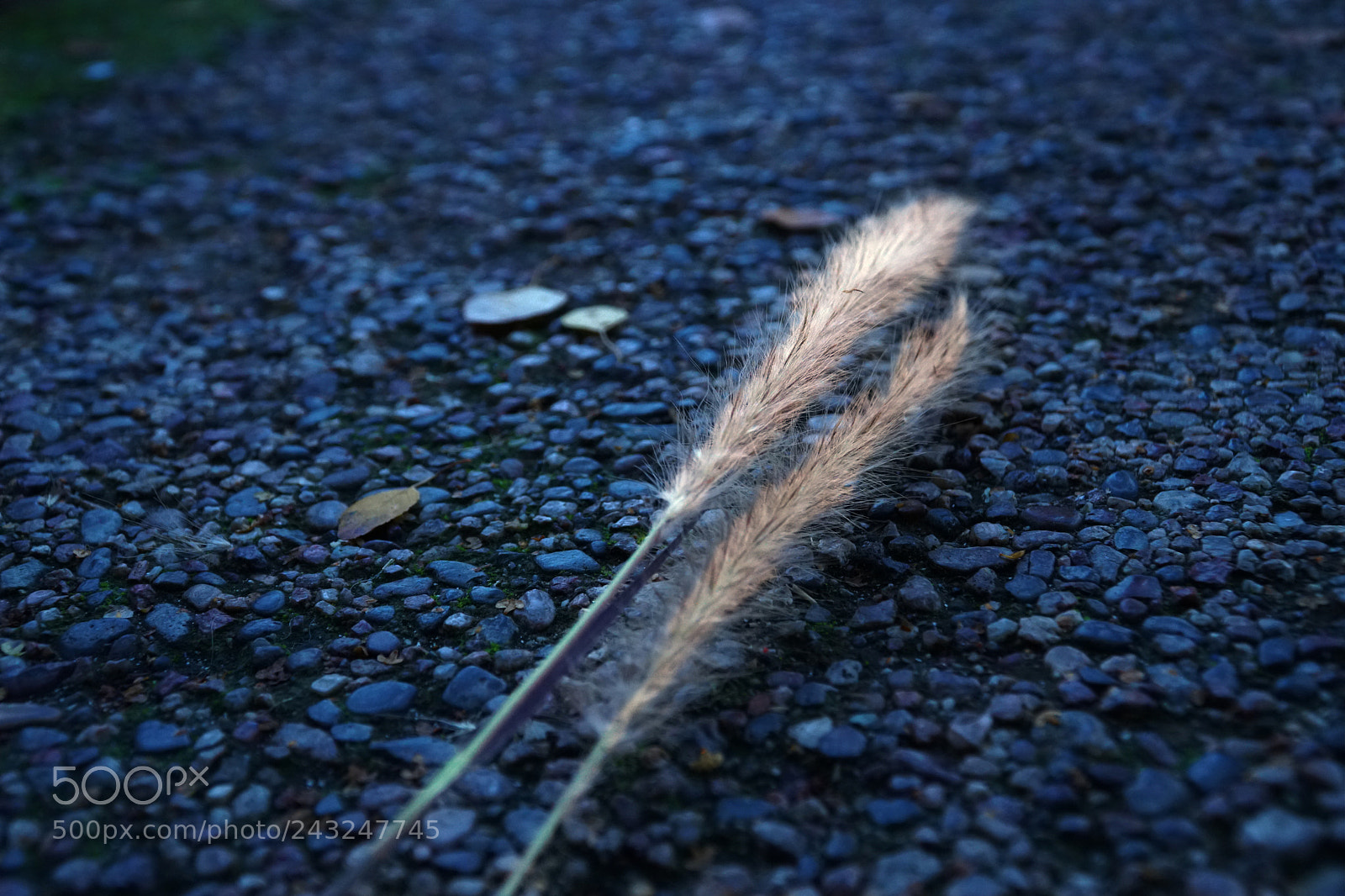 Sony a6500 sample photo. Texture of nature photography