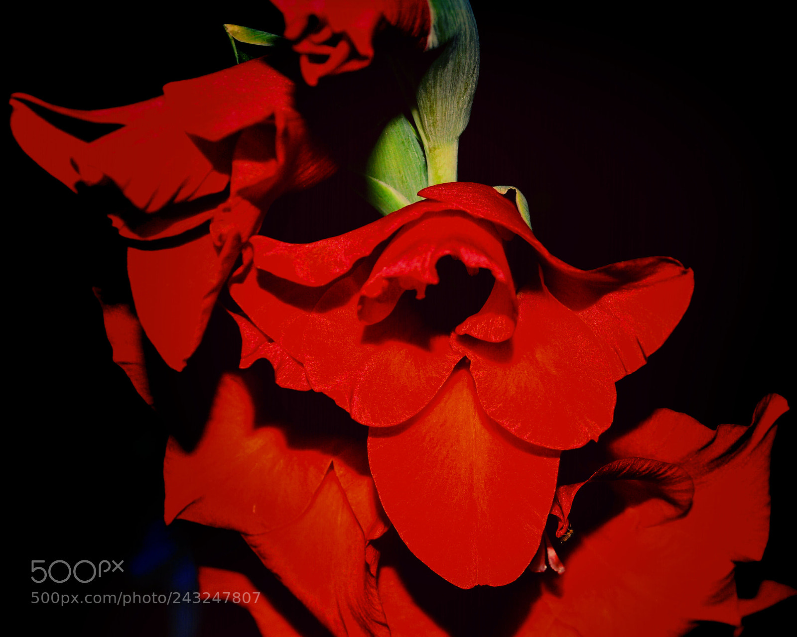 Nikon D3200 sample photo. Passion's lips photography