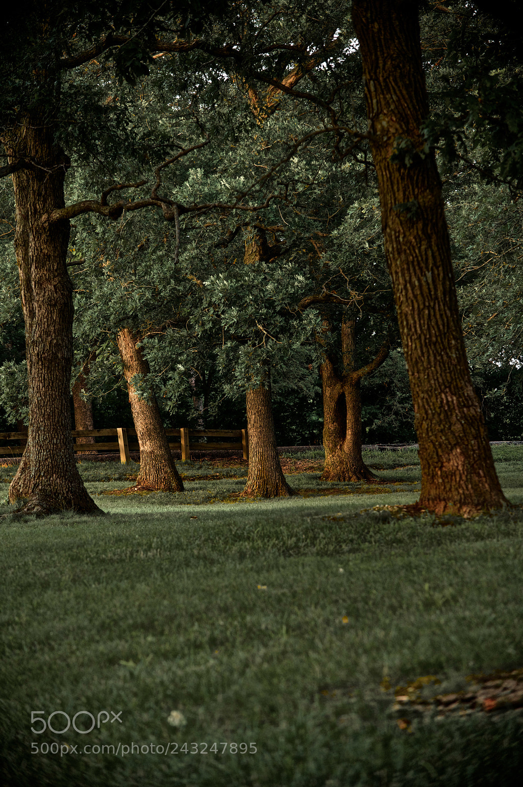 Nikon D4 sample photo. At the park photography