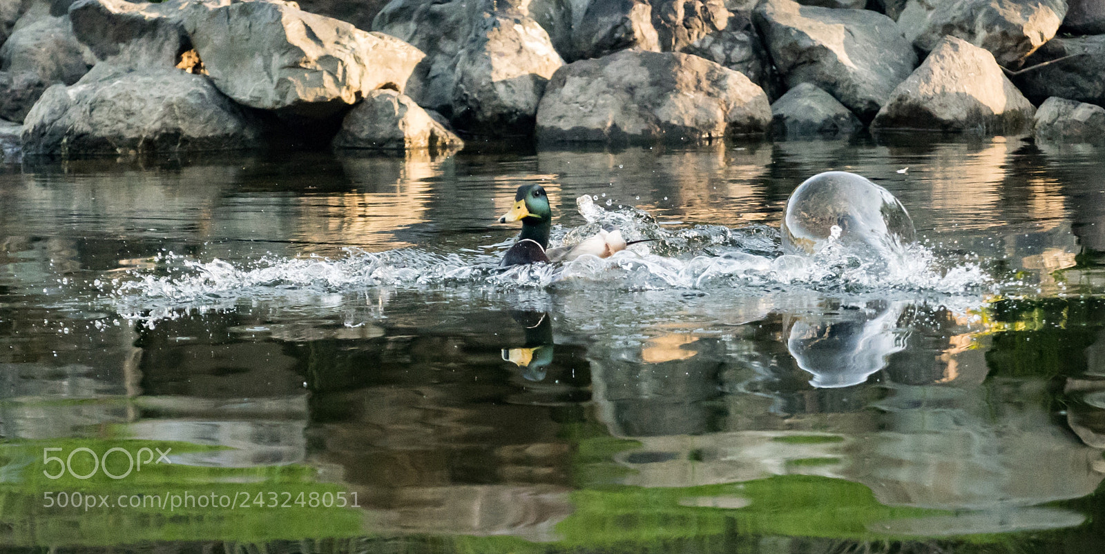 Nikon D500 sample photo. Making a splash. photography