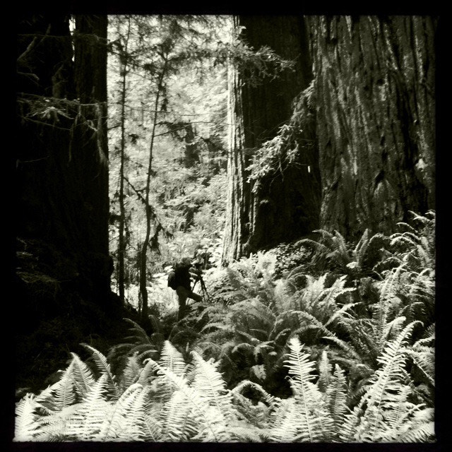 Hipstamatic 274 sample photo. Cal barrel - redwoods photography