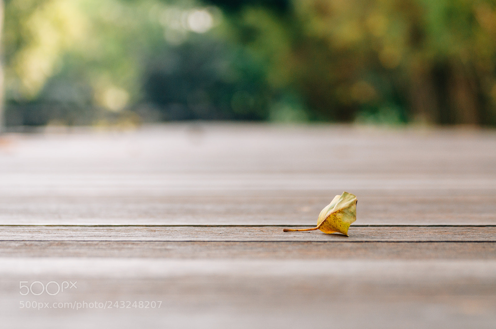 Nikon D5000 sample photo. Just a little leaf photography