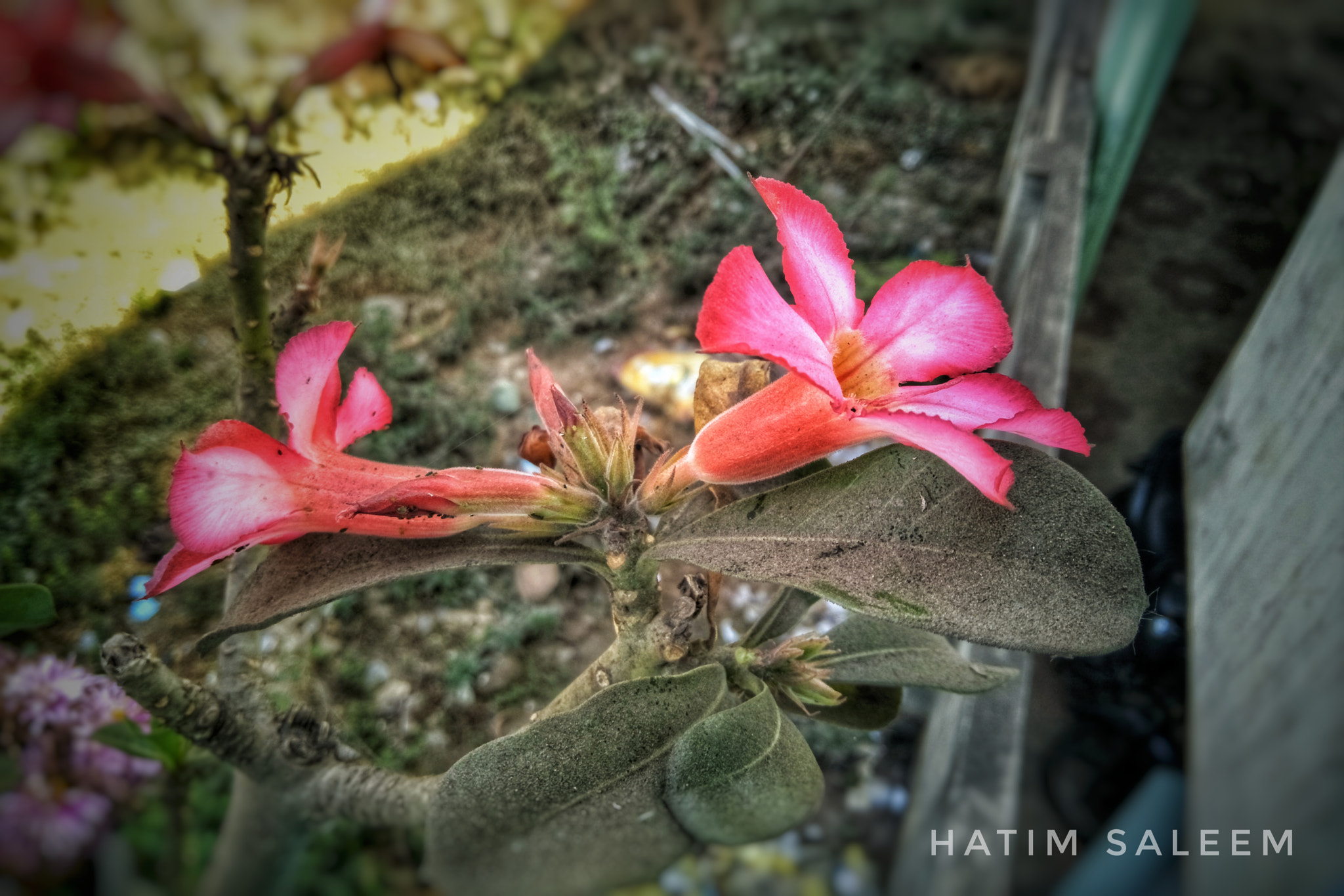 OPPO CPH1701 sample photo. Floral pink photography