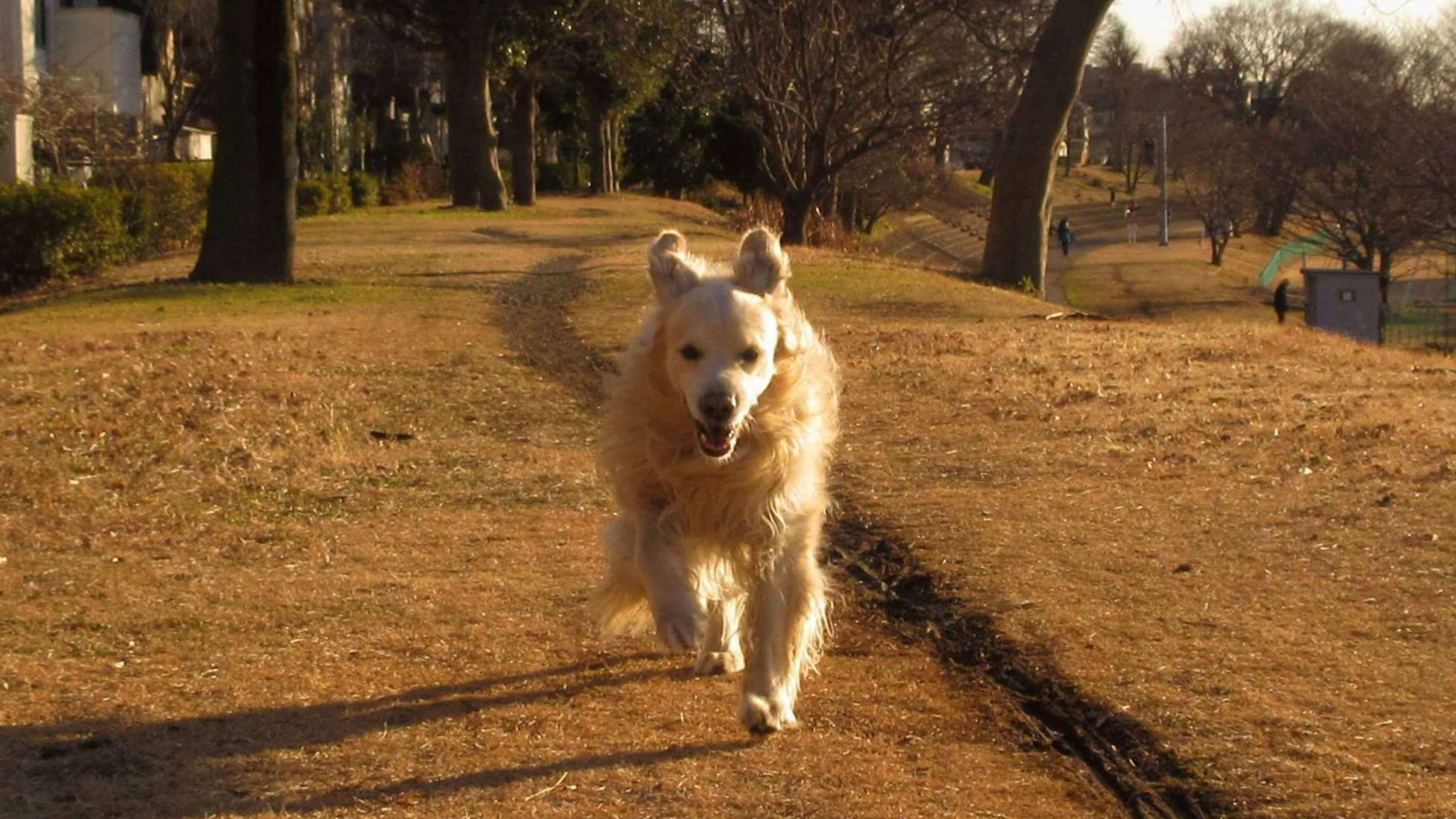 Canon PowerShot ELPH 360 HS (IXUS 285 HS / IXY 650) sample photo. My sweet dog (^o^) photography