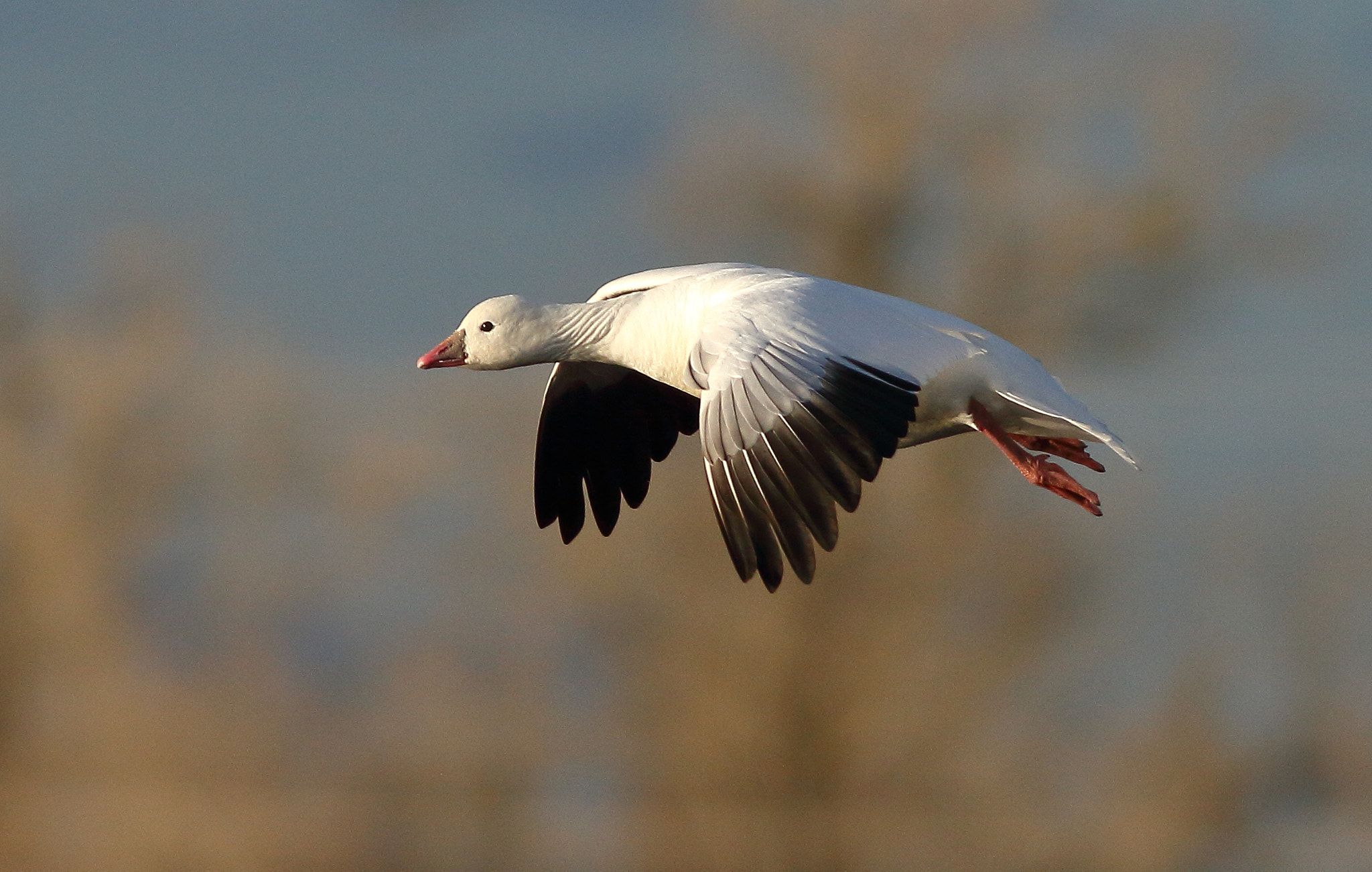 Canon EOS 7D + Canon EF 400mm F5.6L USM sample photo. Ross's goose photography
