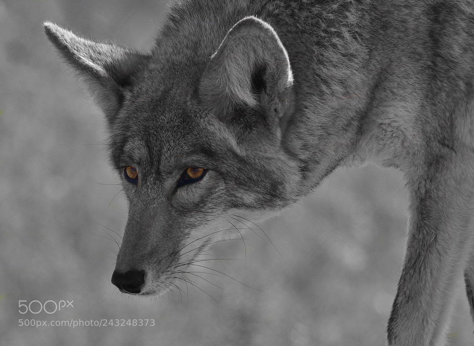 Canon EOS 600D (Rebel EOS T3i / EOS Kiss X5) sample photo. Desert coyote photography