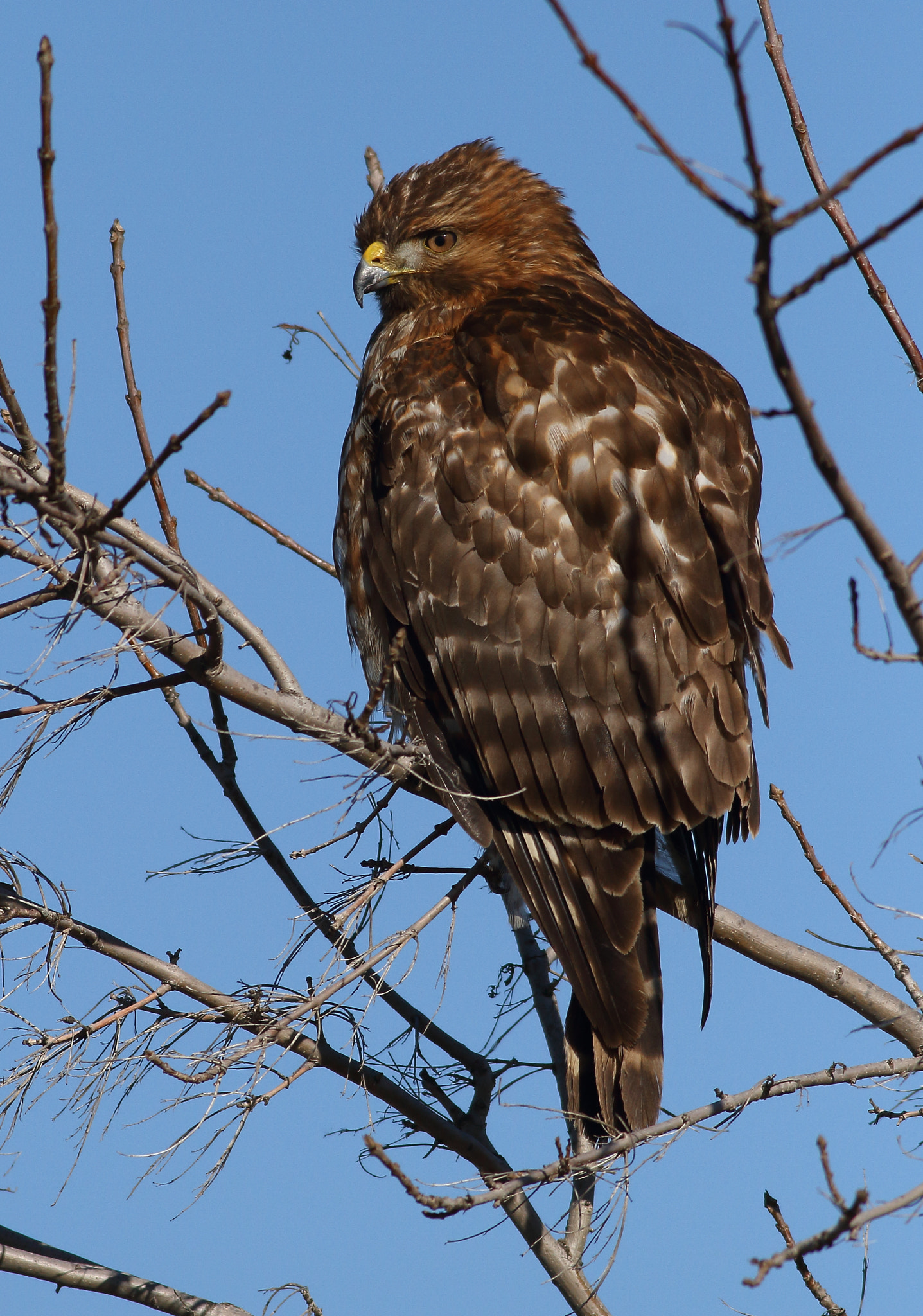 Canon EOS 7D + Canon EF 400mm F5.6L USM sample photo. Red-shouldered hawk photography