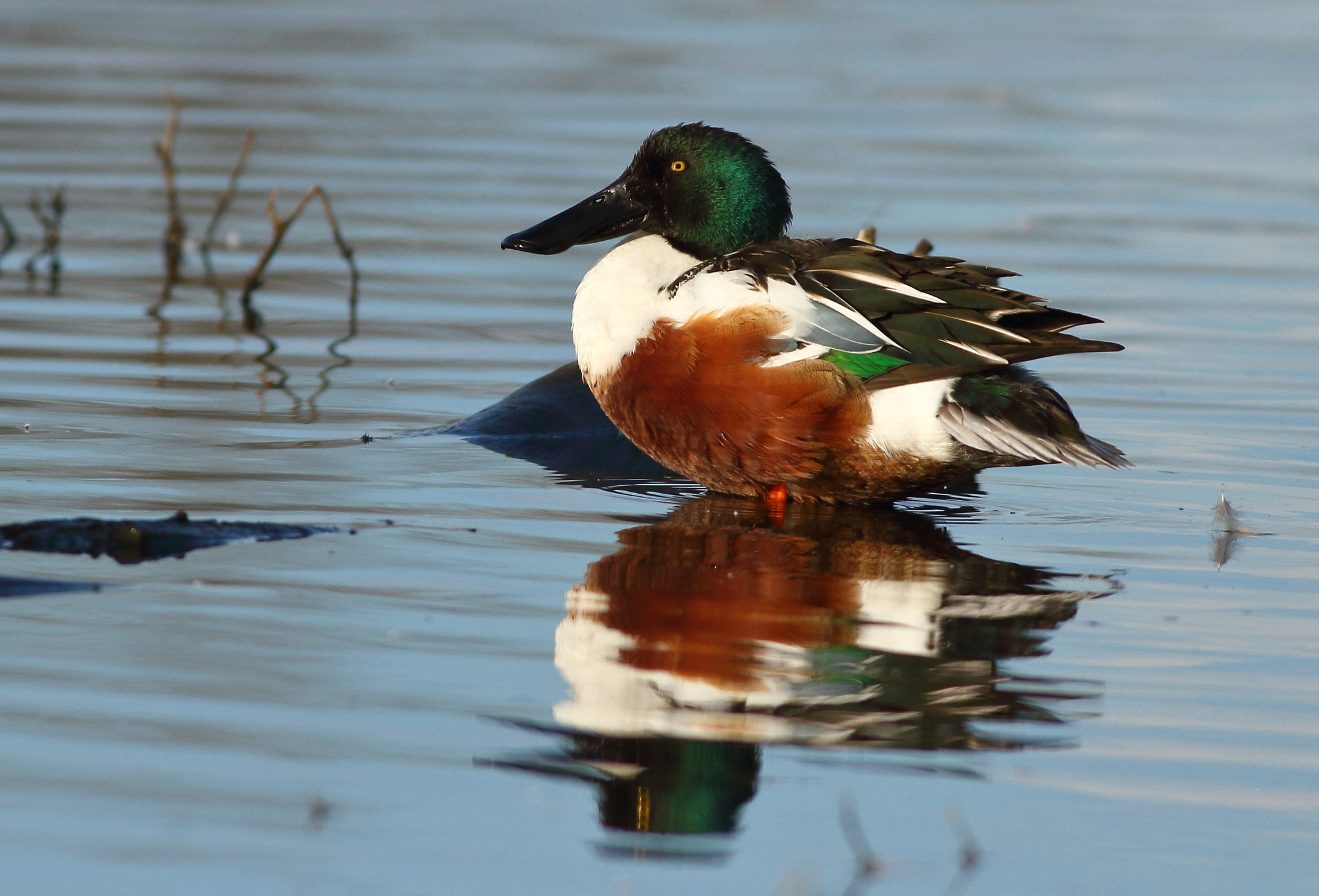 Canon EOS 7D + Canon EF 400mm F5.6L USM sample photo. Northern shoveler photography