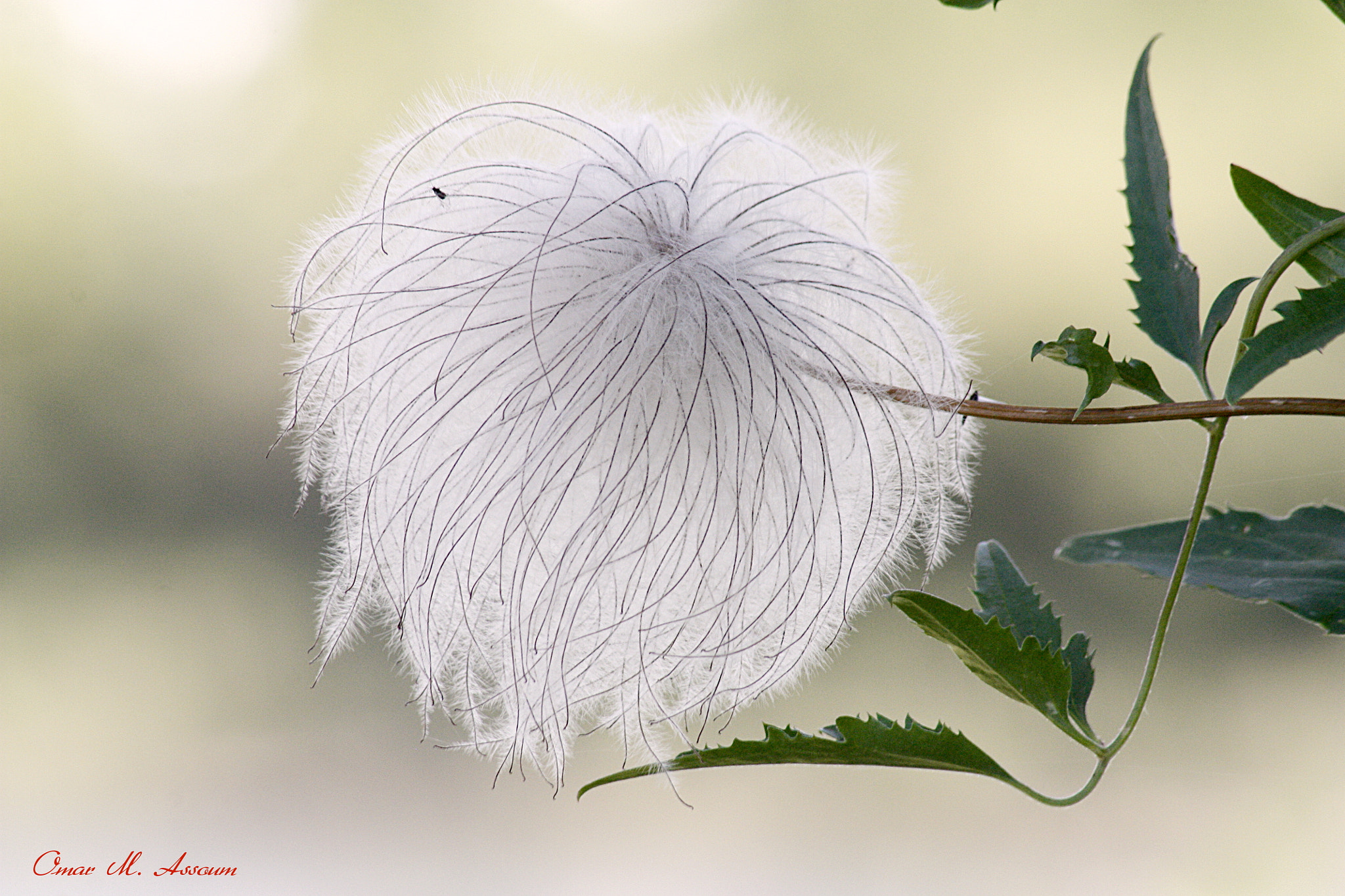 Canon EF 75-300mm F4.0-5.6 IS USM sample photo. Cotton ball photography