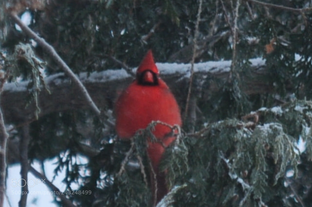 Nikon D5000 sample photo. Mr. cardinal photography