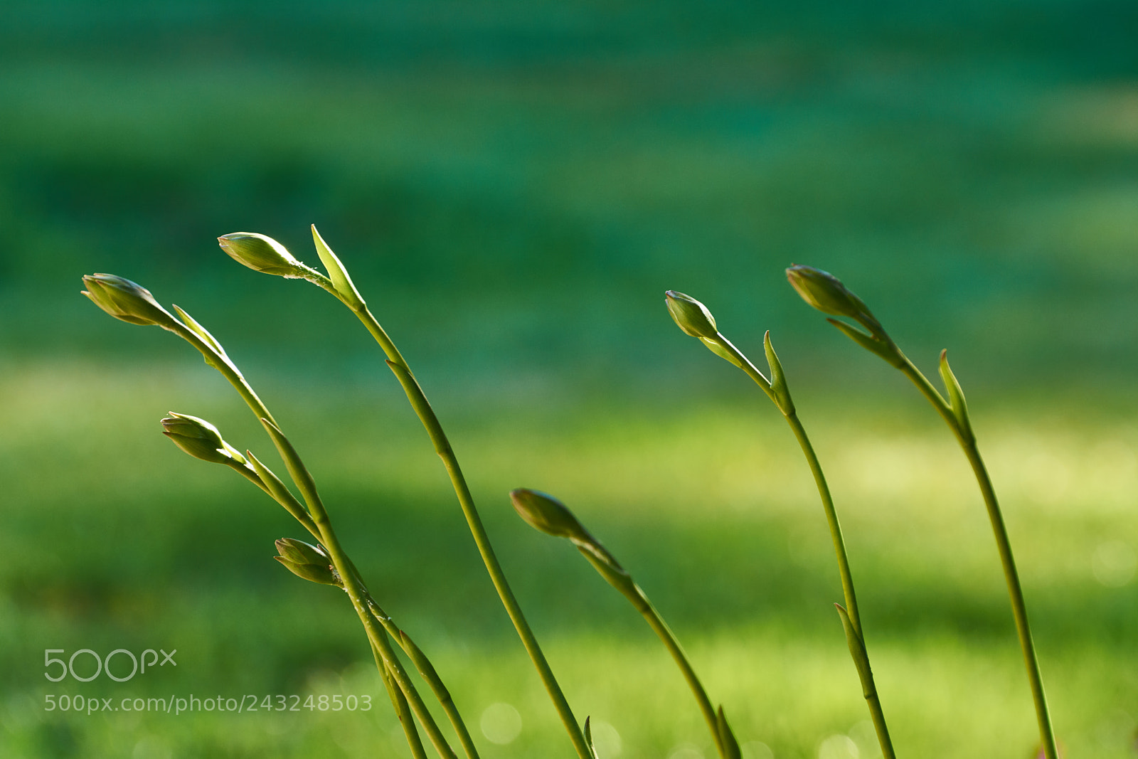 Nikon D7100 sample photo. Buds photography